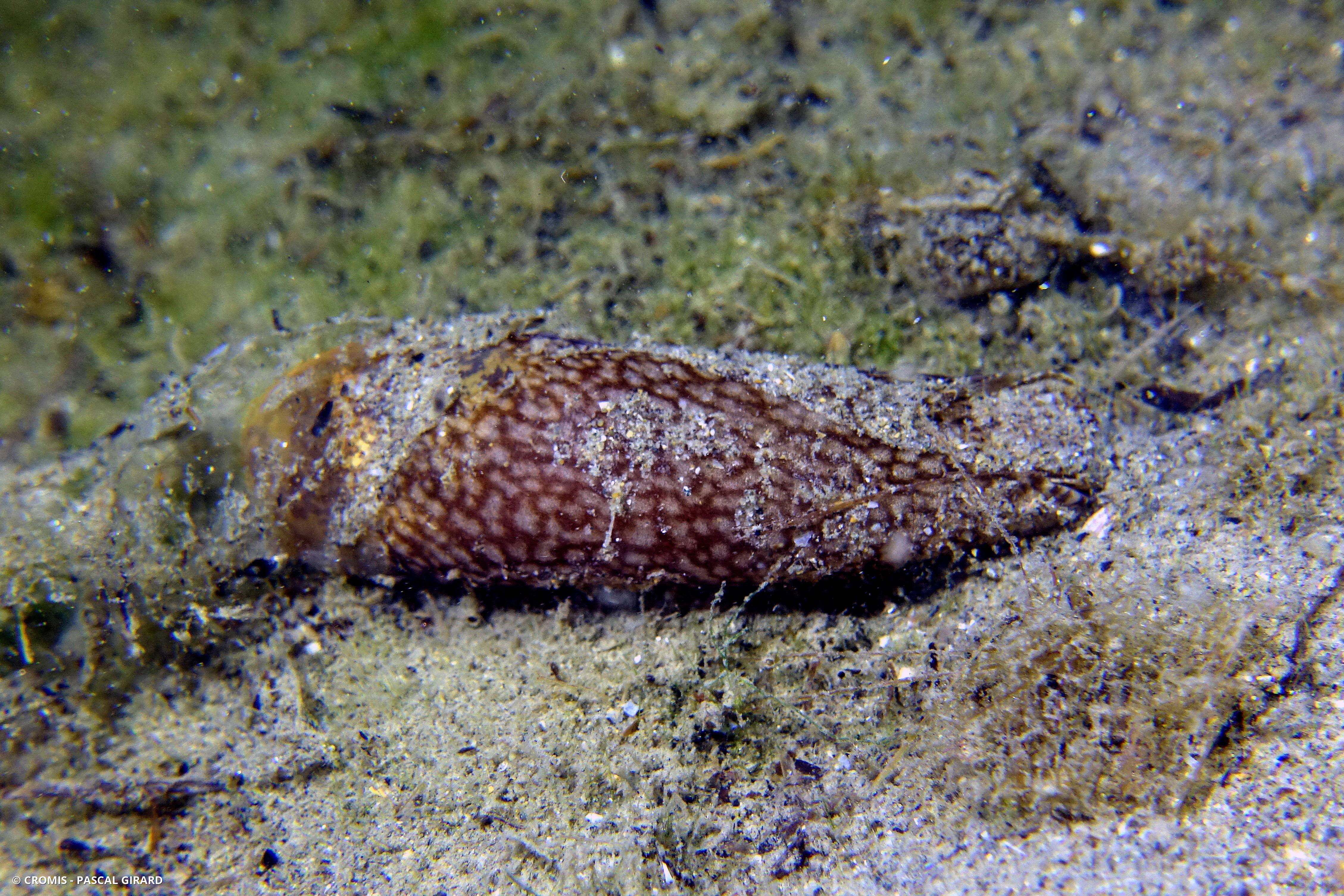 Akera à bulle