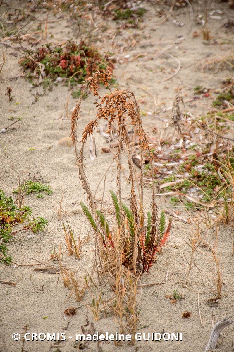 Euphorbe des dunes