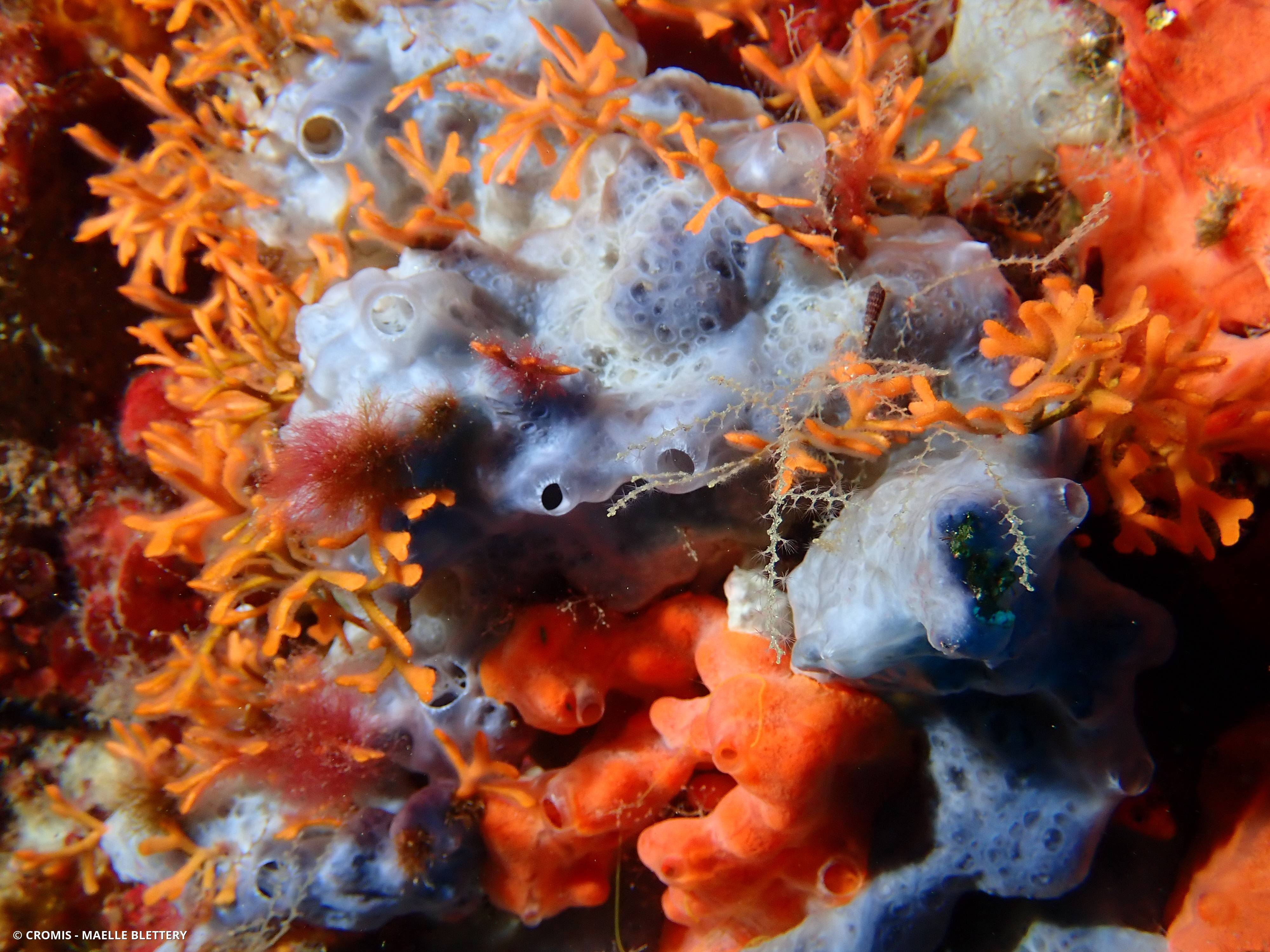 Bryozoaire bois de cerf