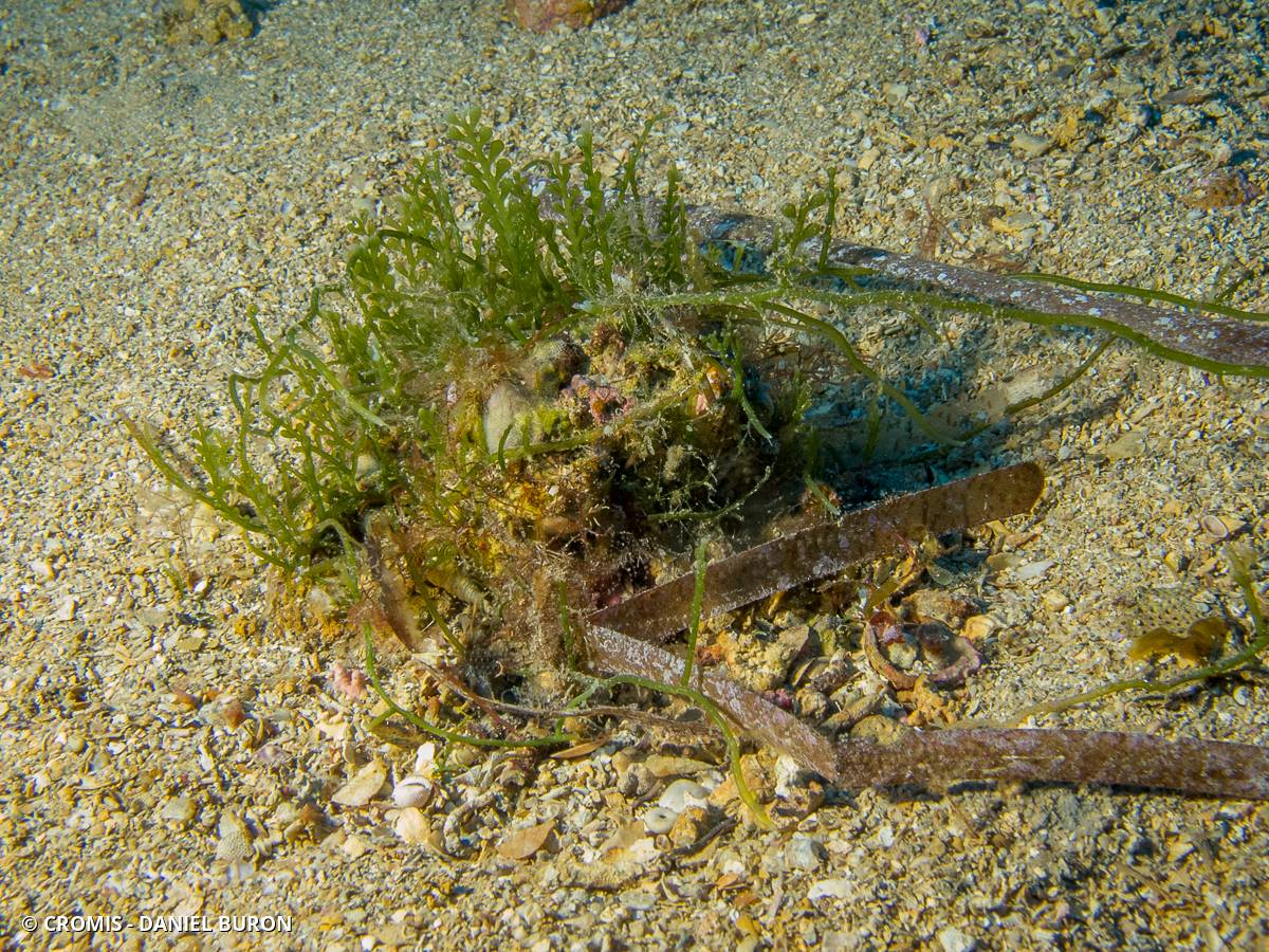 Caulerpe cylindracée