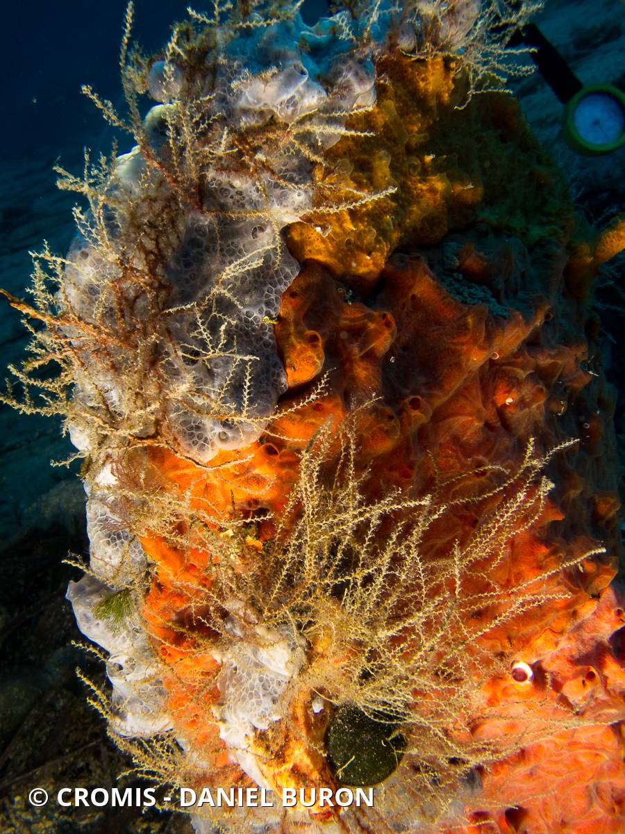 Sertularelle de Méditerranée