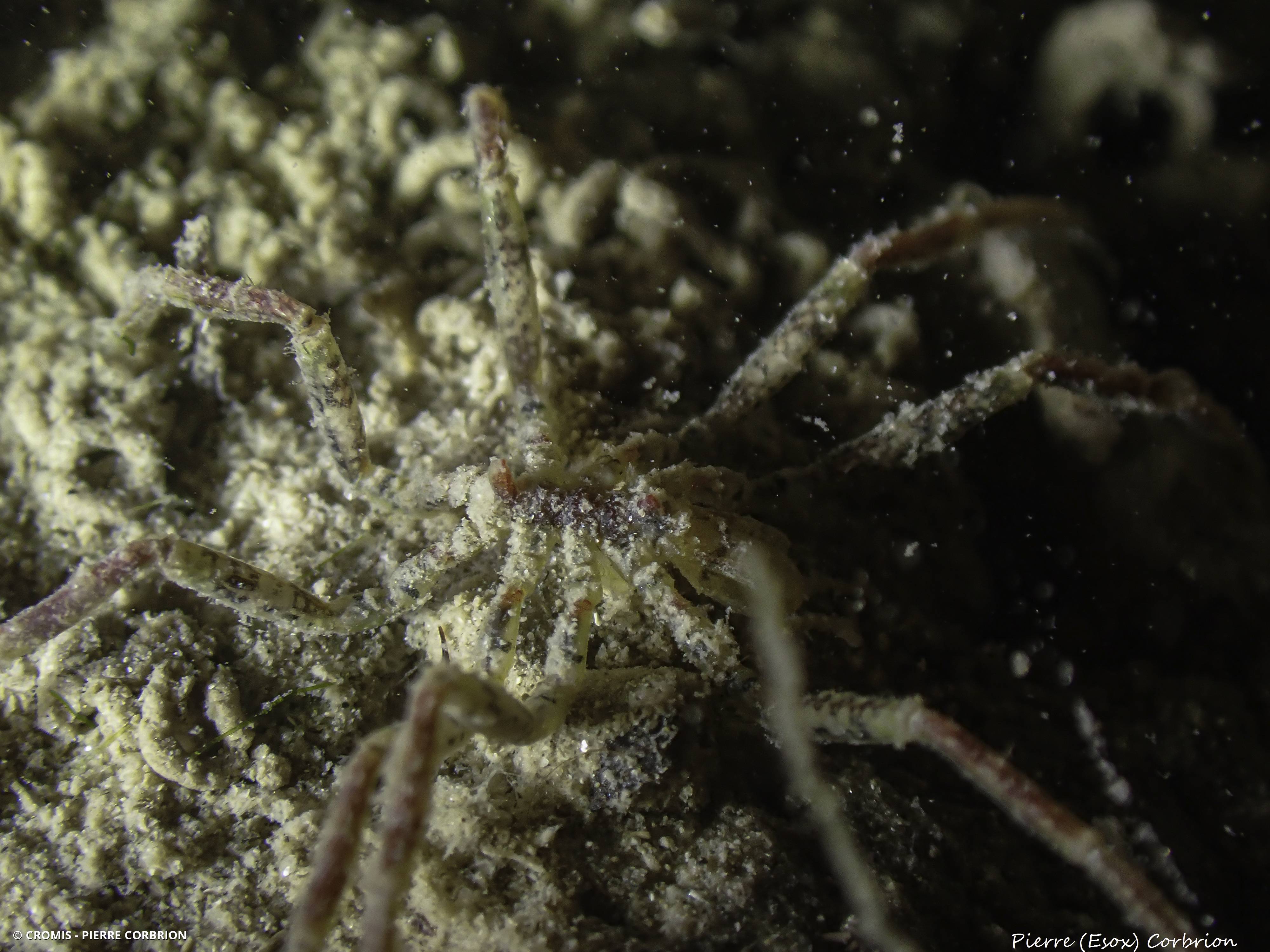 Araignée à bande brune du Pacifique