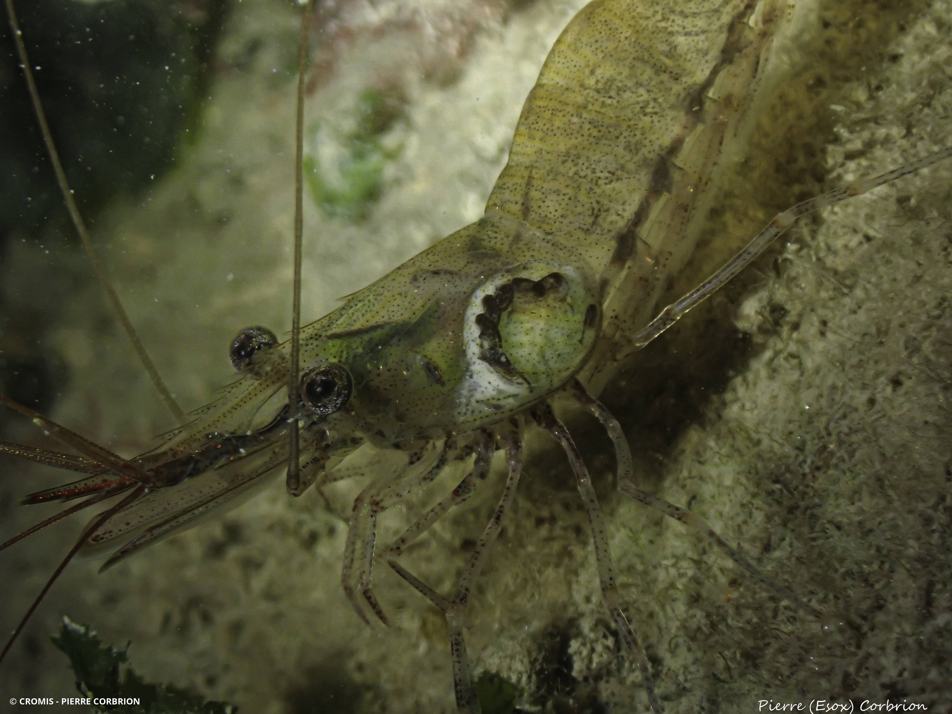 Bopyre des crevettes