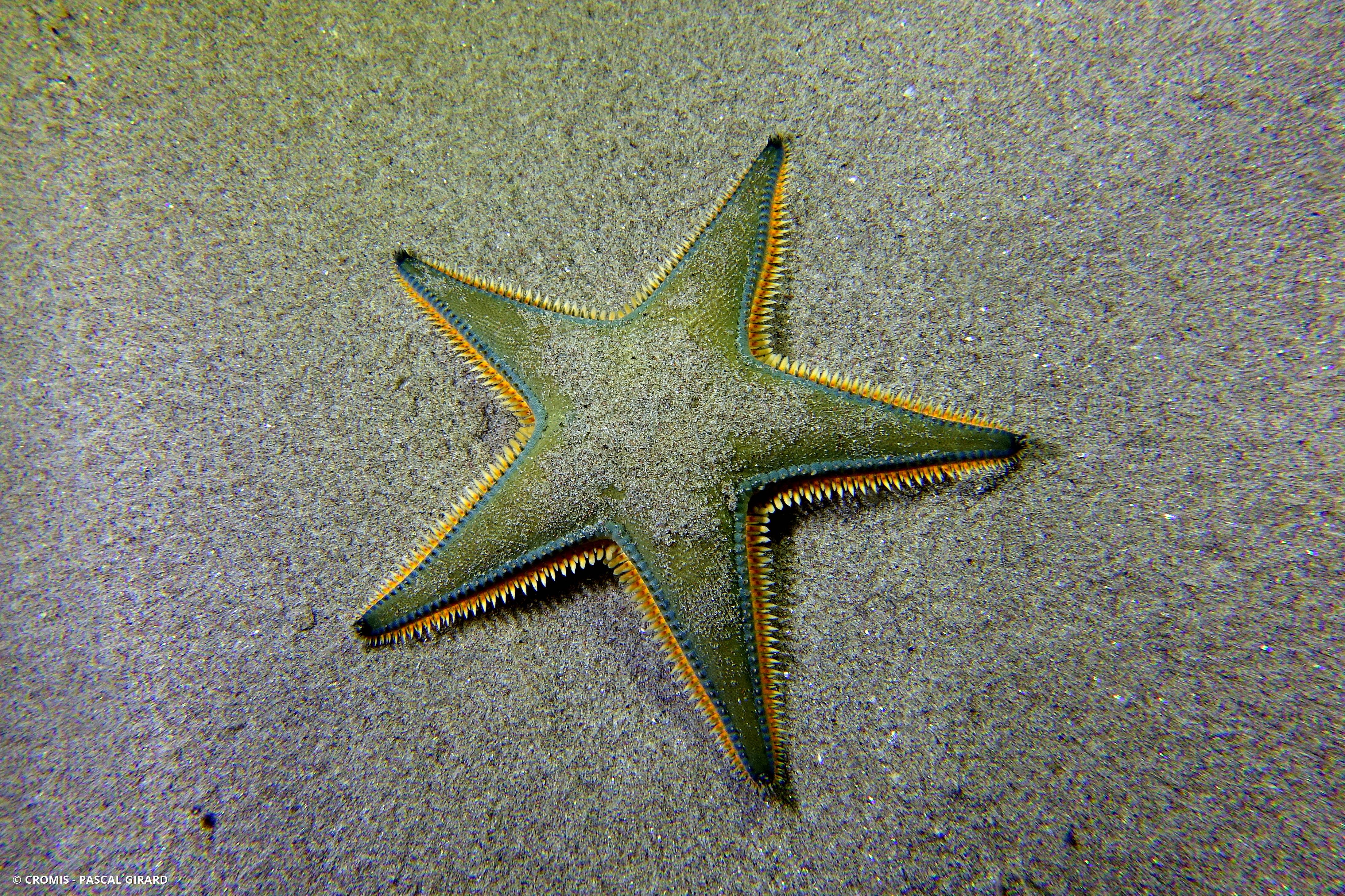 Etoile peigne de Johnston