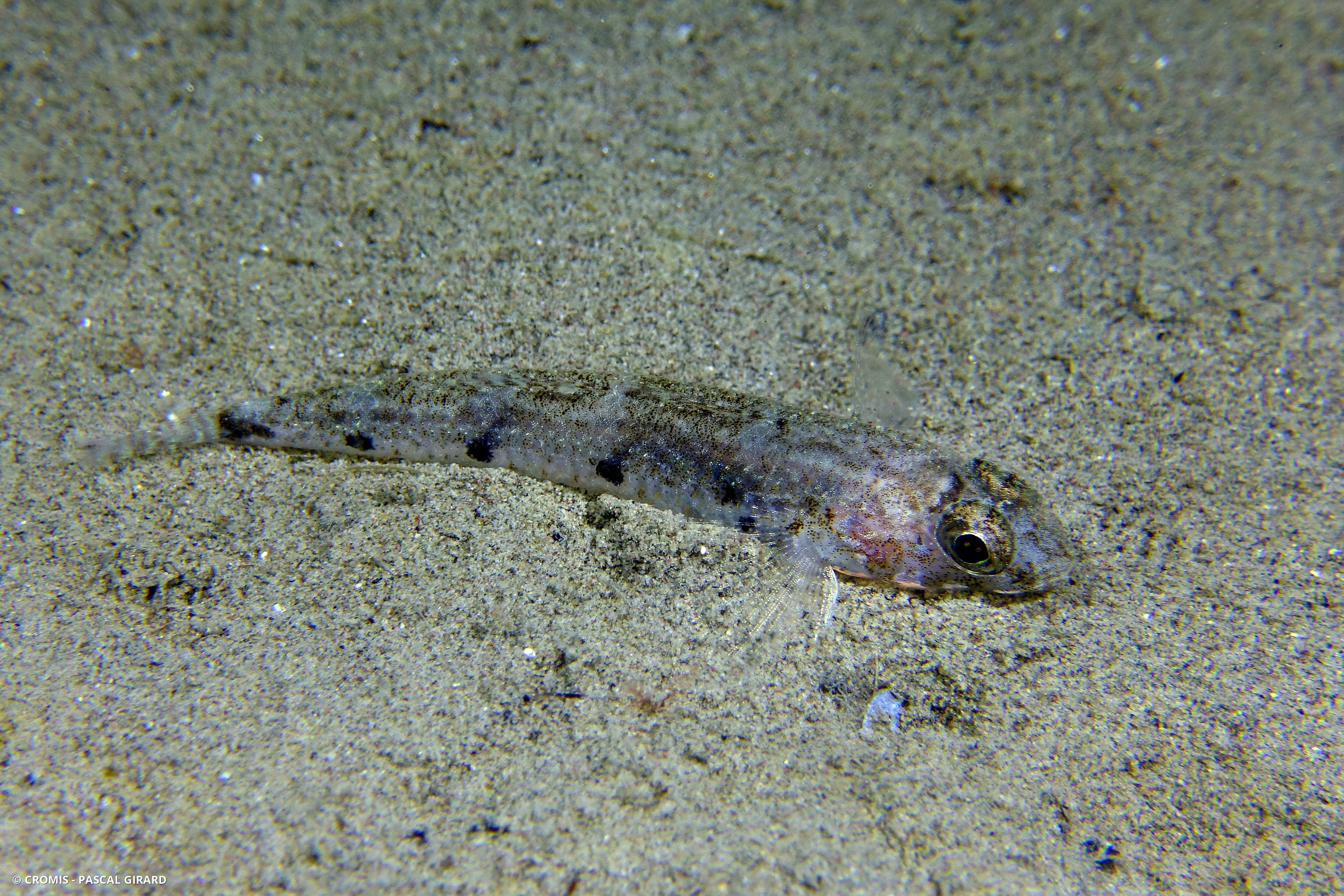 Gobie à quatre taches