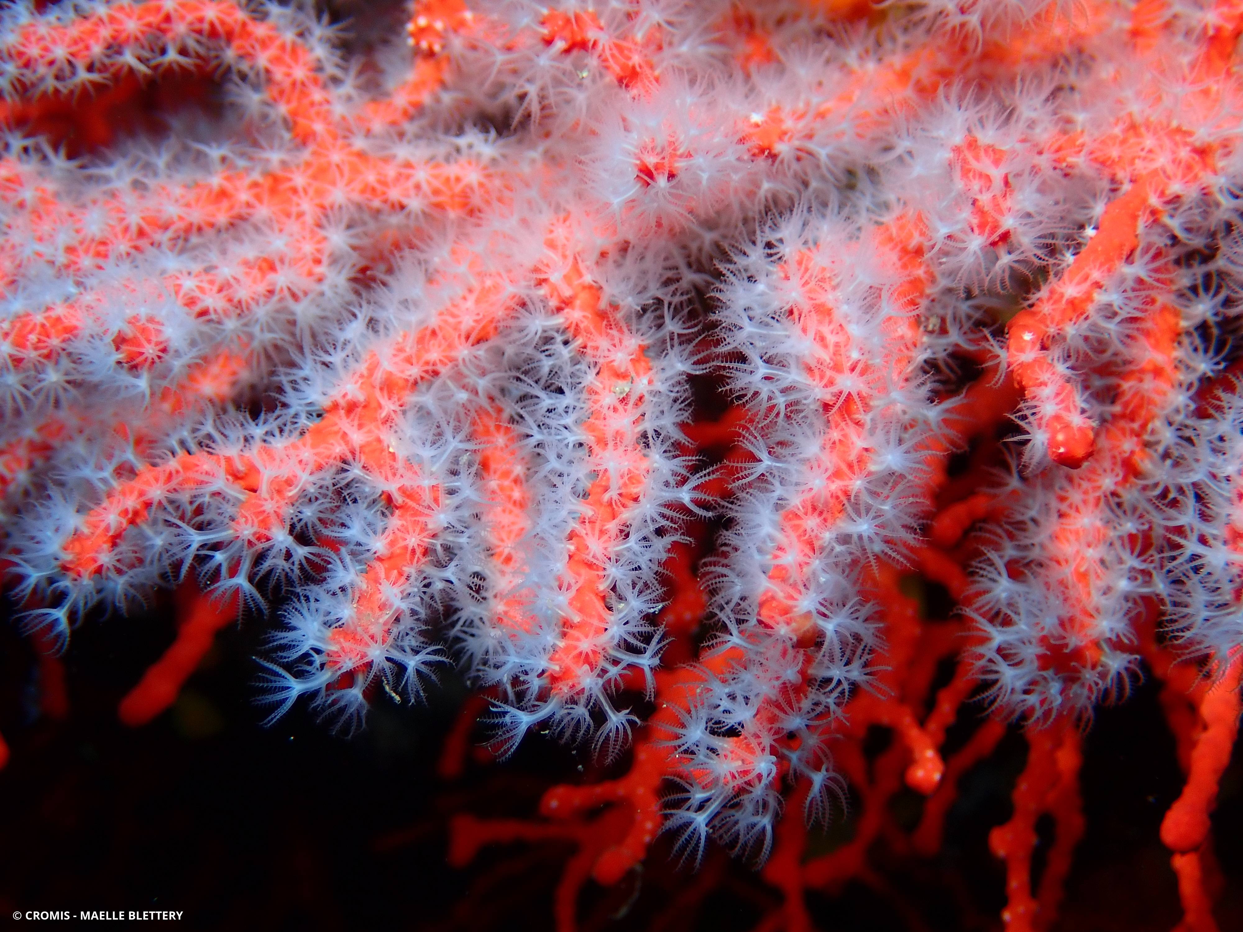 Corail rouge de Méditerranée