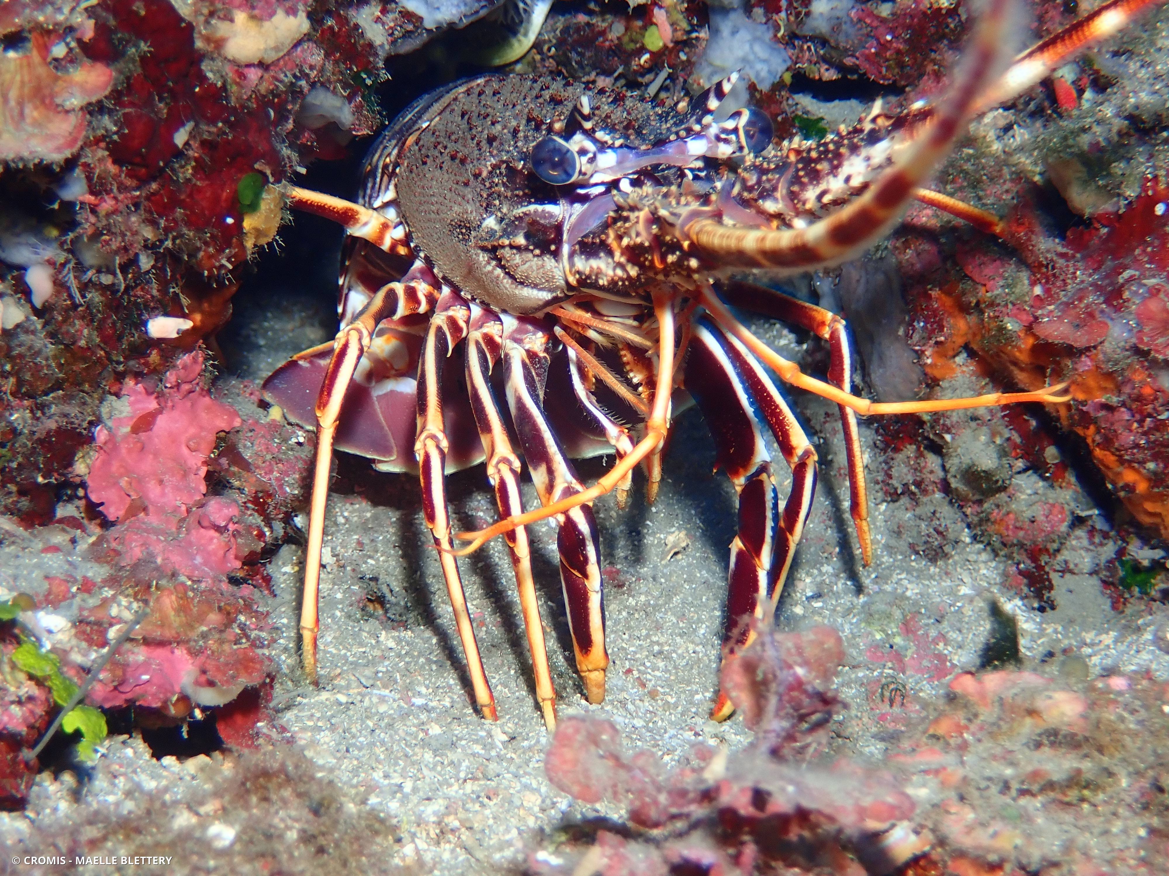 Langouste rouge