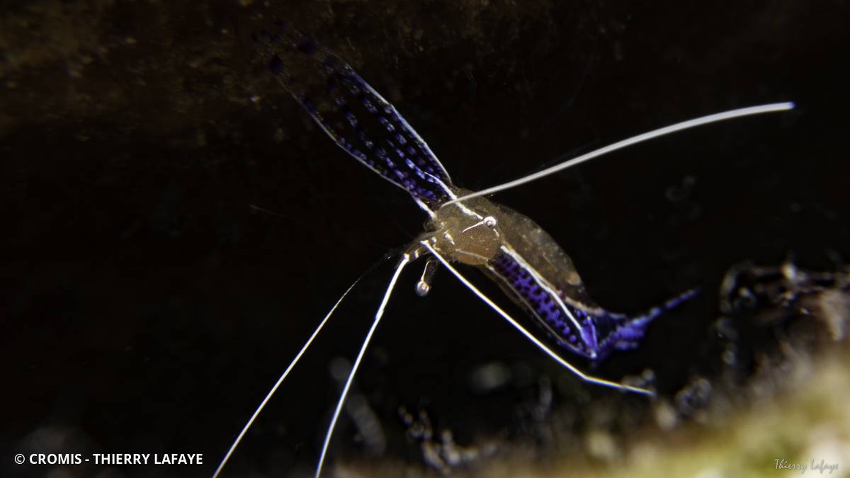 Crevette nettoyeuse de Pederson