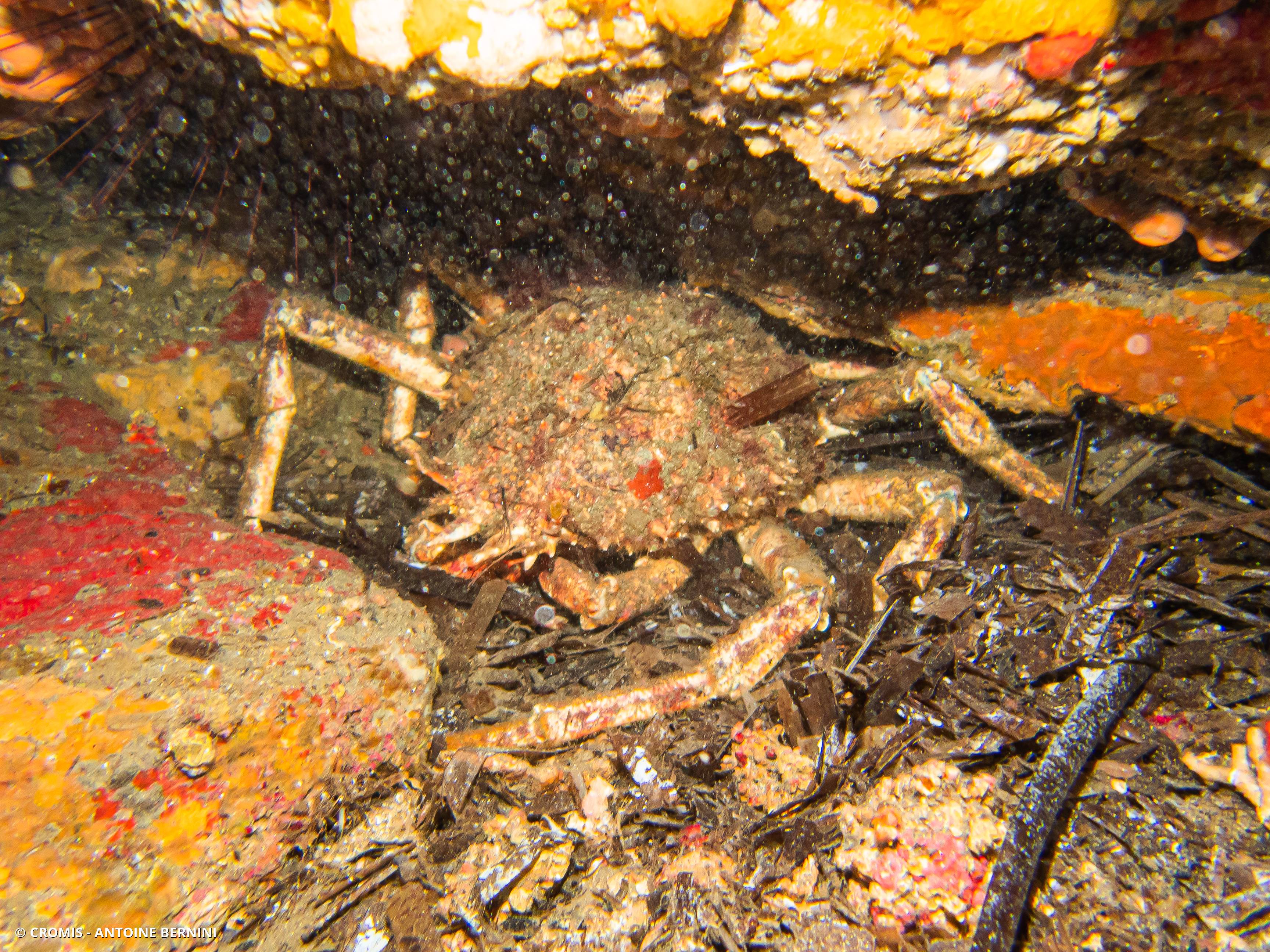 Grande araignée de Méditerranée