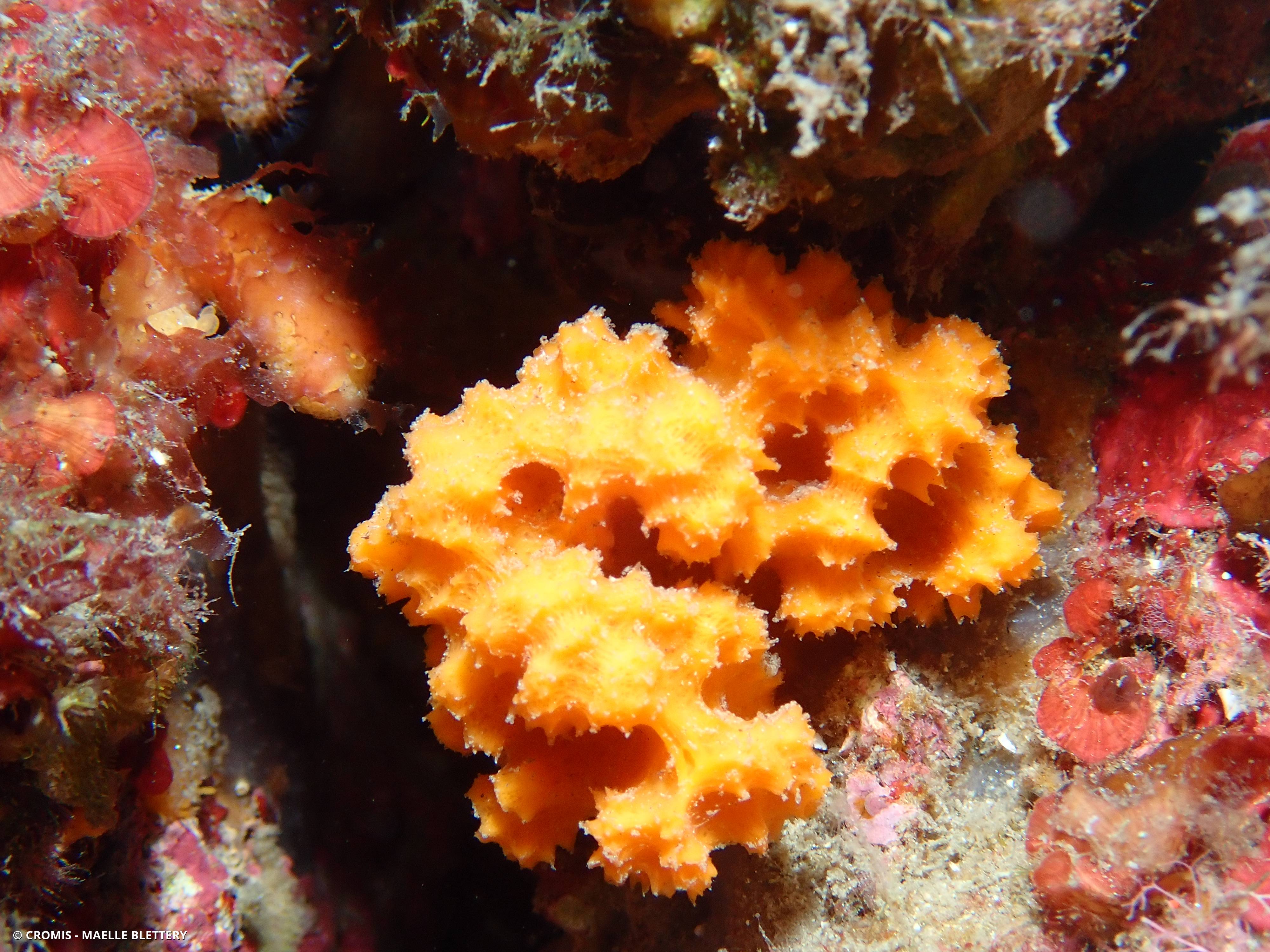 Eponge épineuse orange