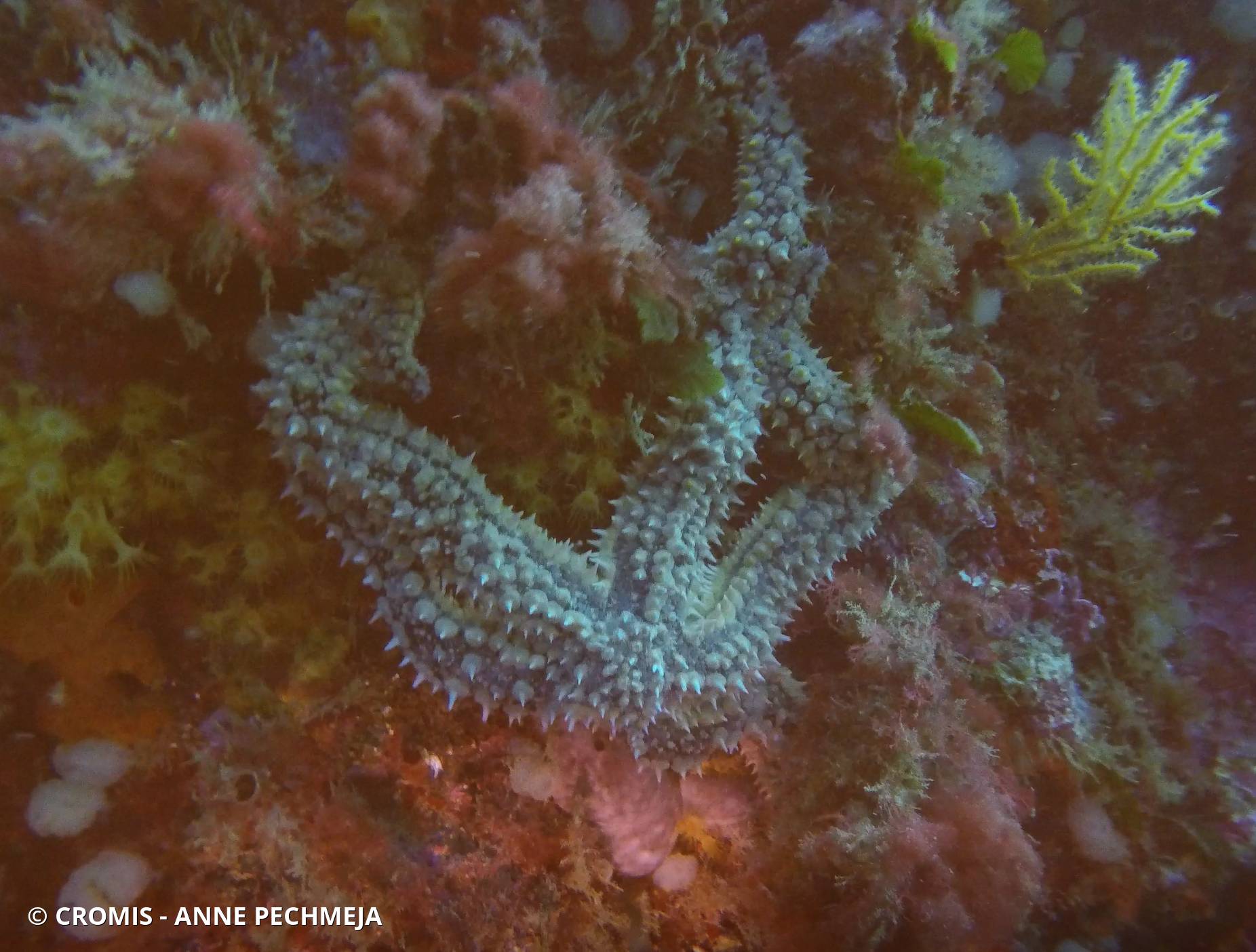 Etoile de mer glaciaire