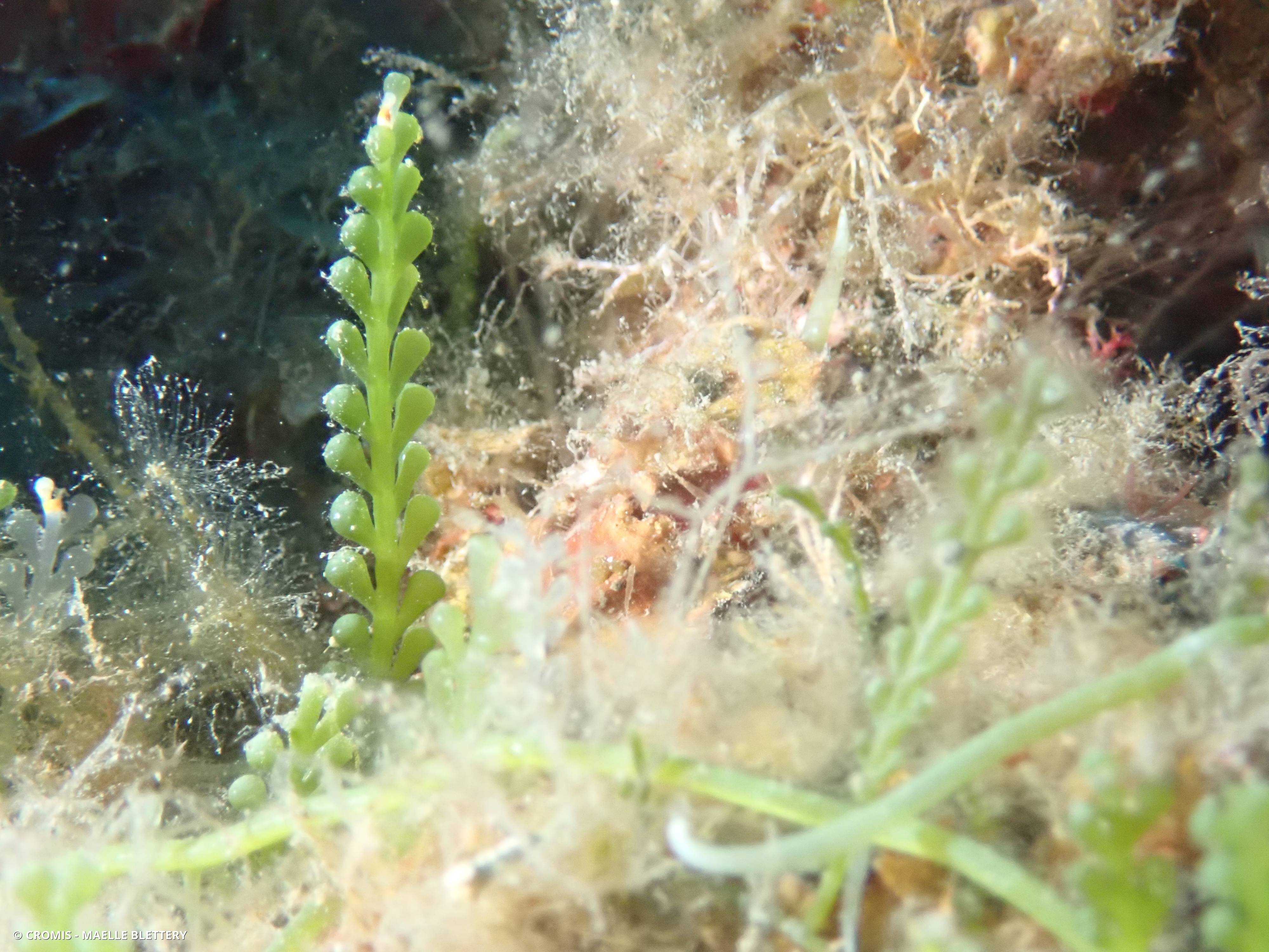 Caulerpe cylindracée
