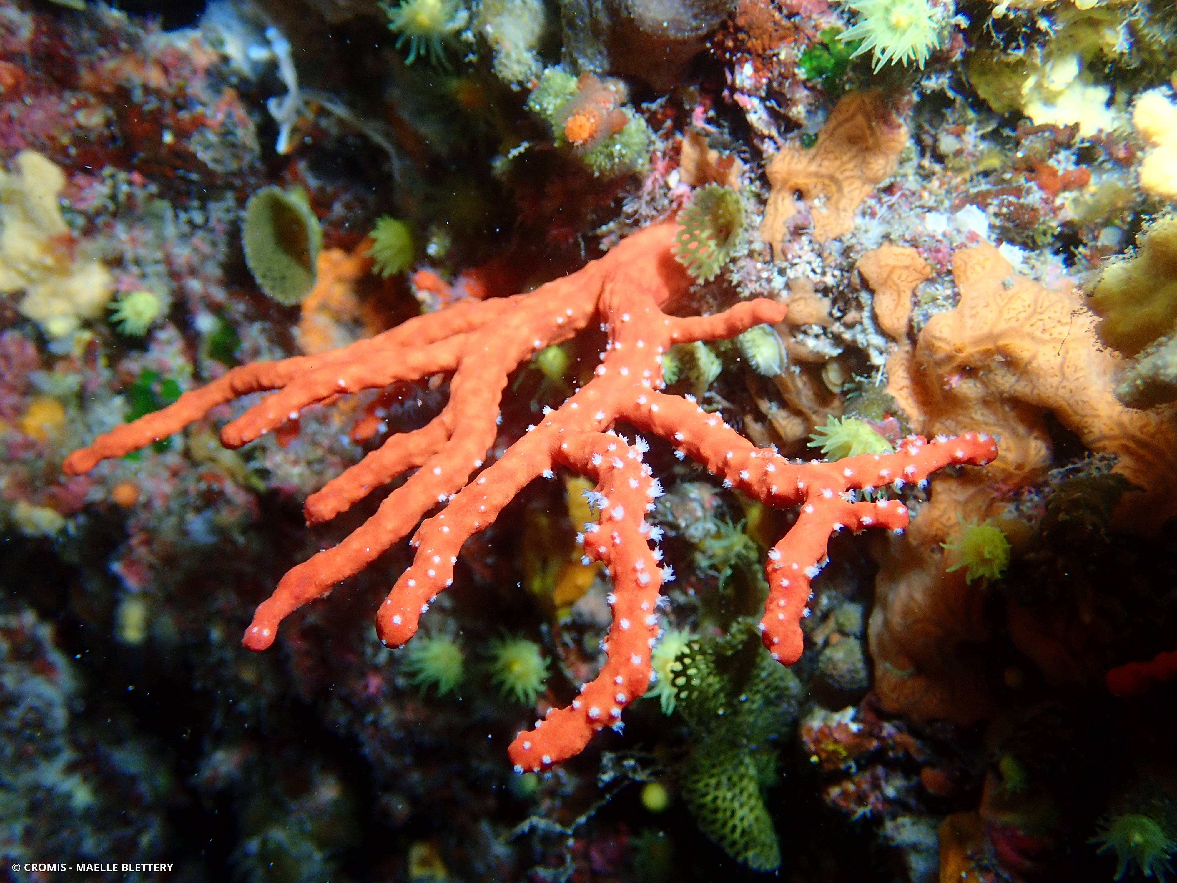 Corail rouge de Méditerranée