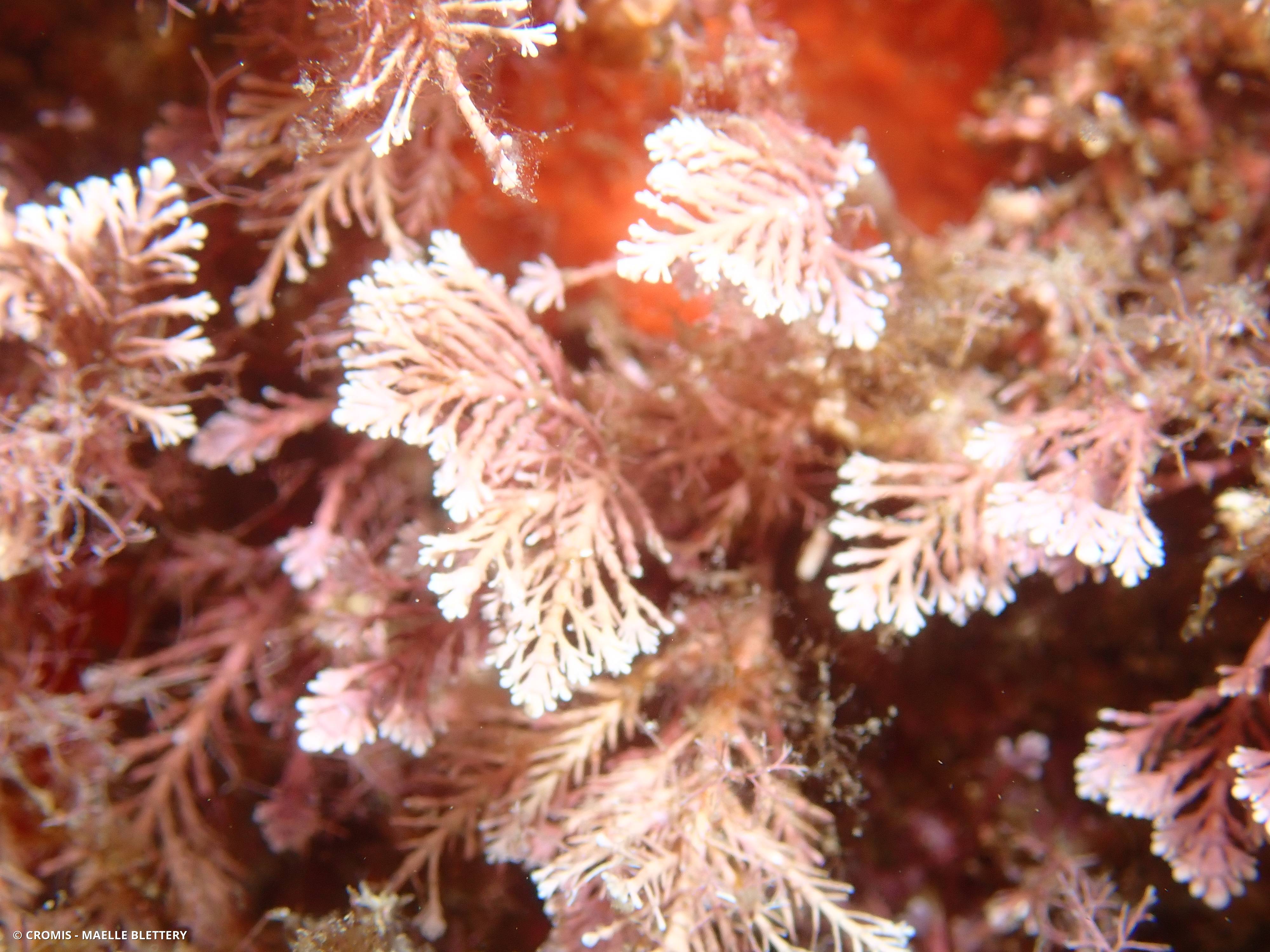 Coralline