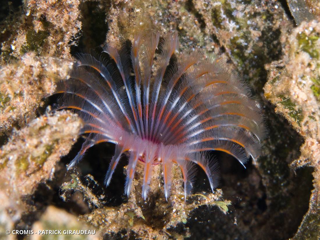 Sabelle fantôme des Caraïbes