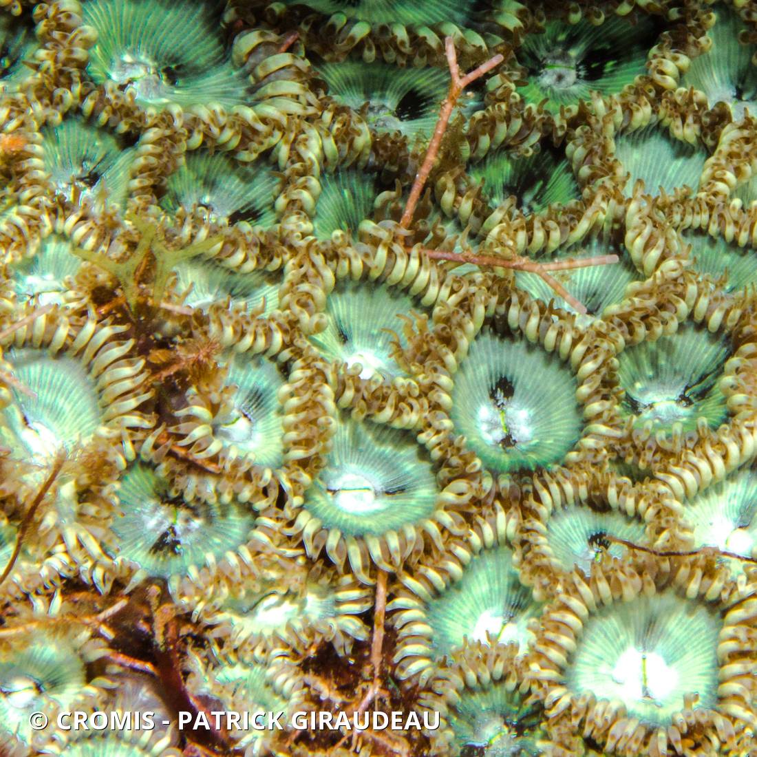 Zoanthaire caraïbe à cœur vert