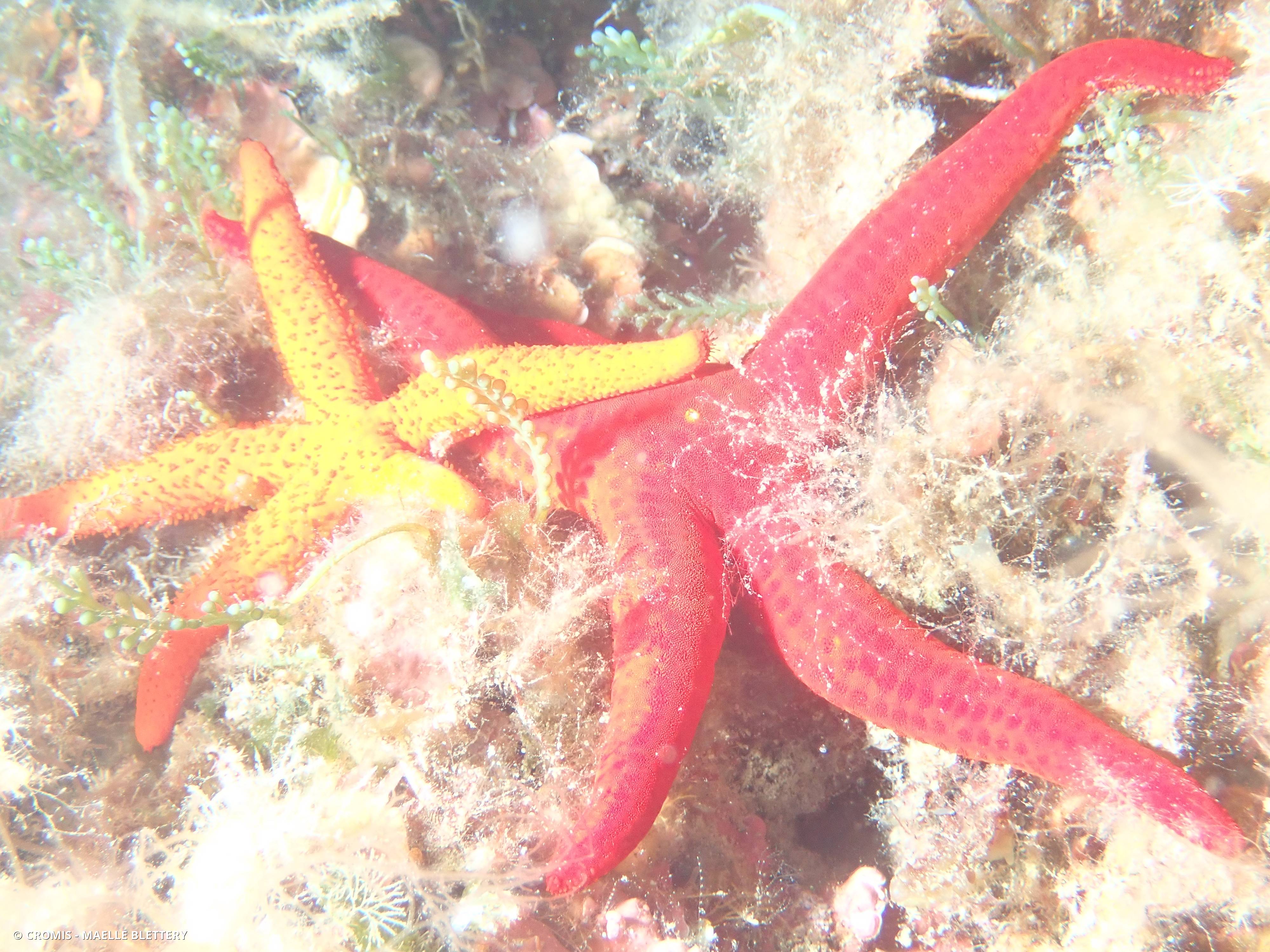 Etoile de mer rouge