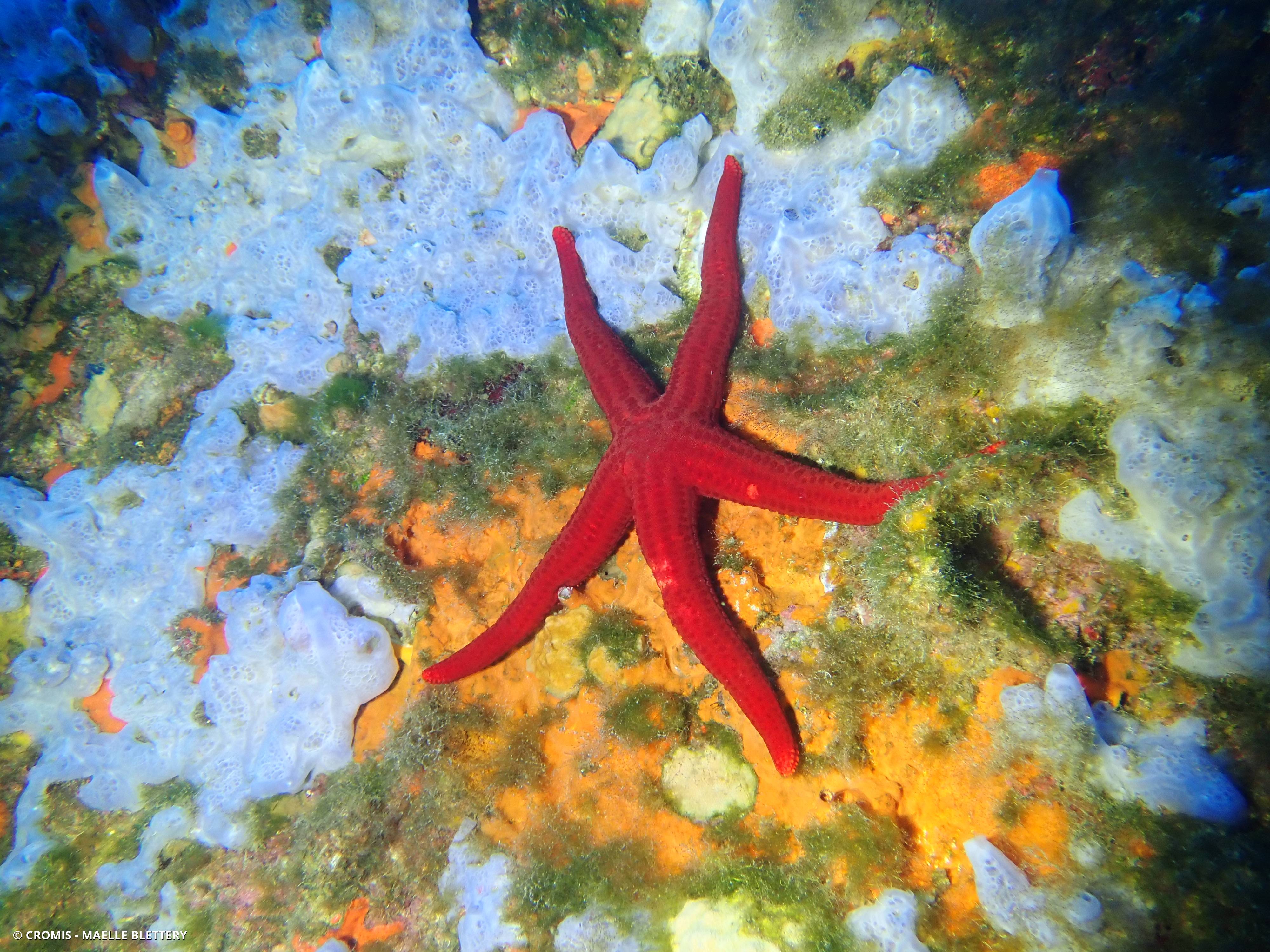 Etoile de mer rouge