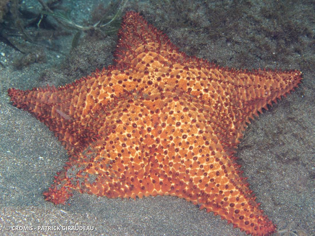Etoile coussin réticulée
