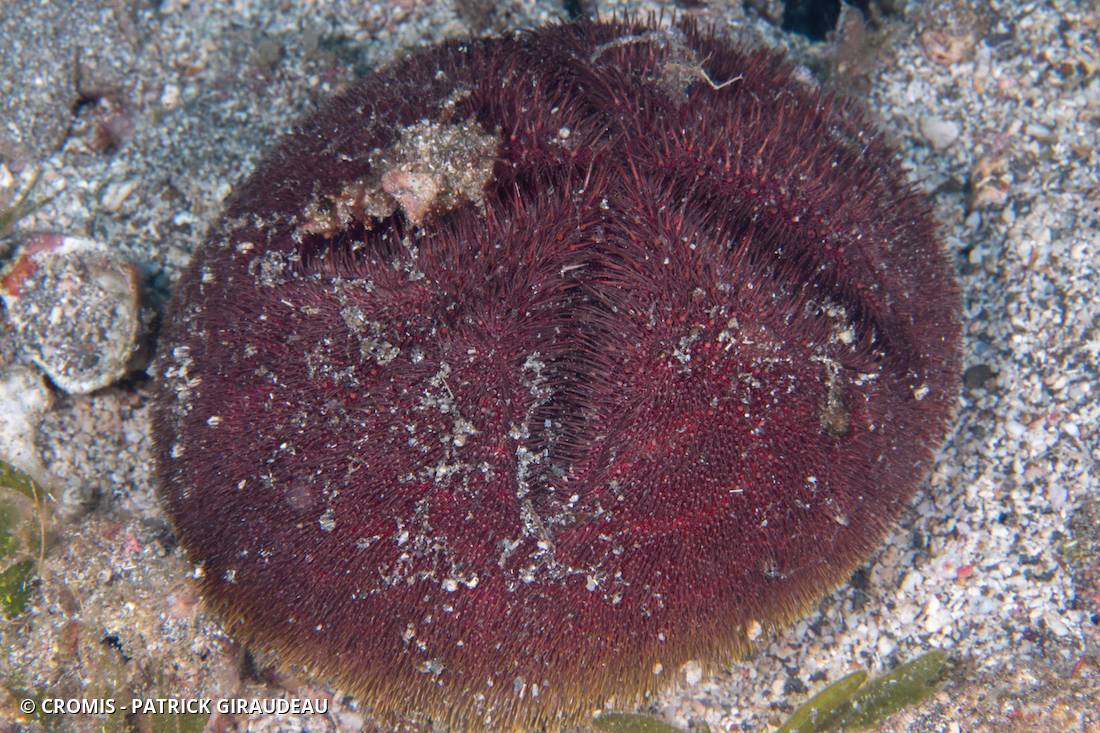 Spatangue rouge