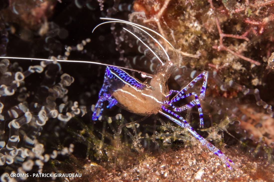 Crevette nettoyeuse de Pederson