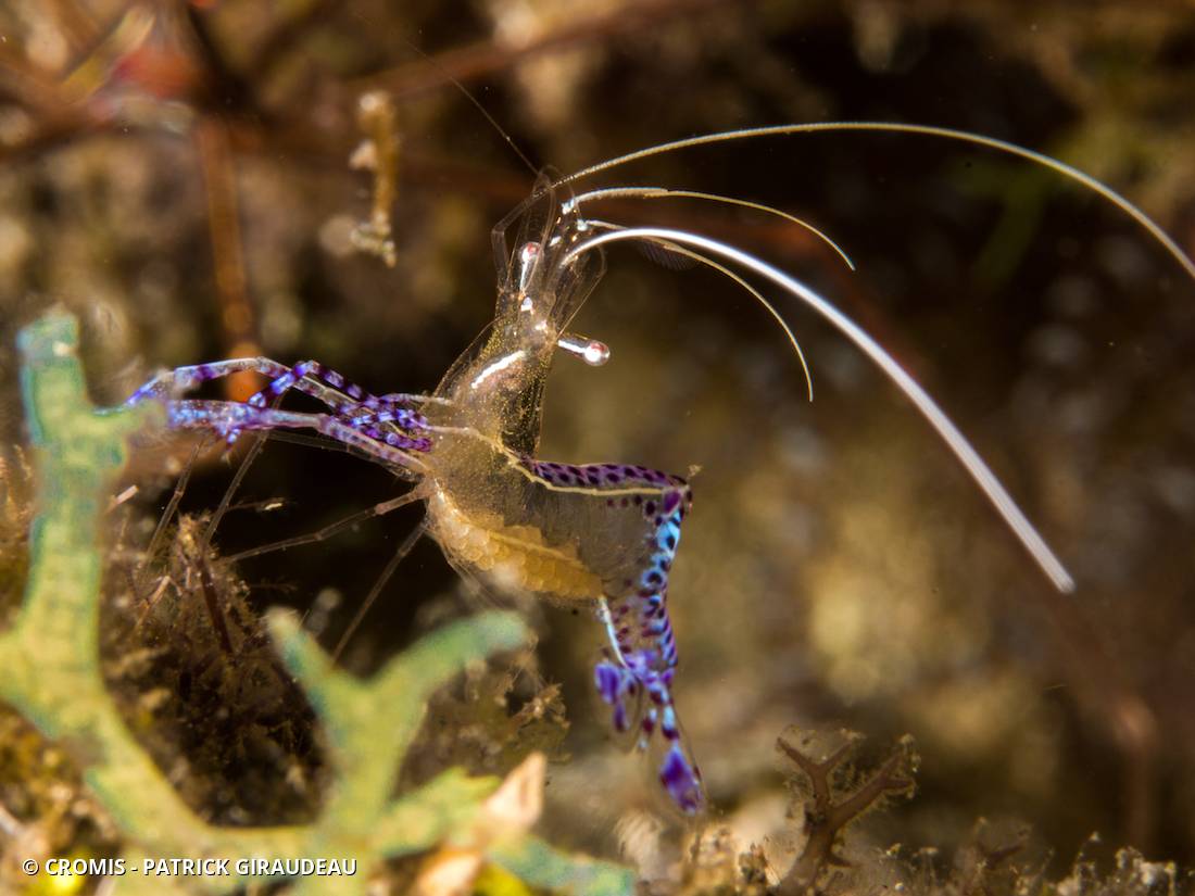 Crevette nettoyeuse de Pederson