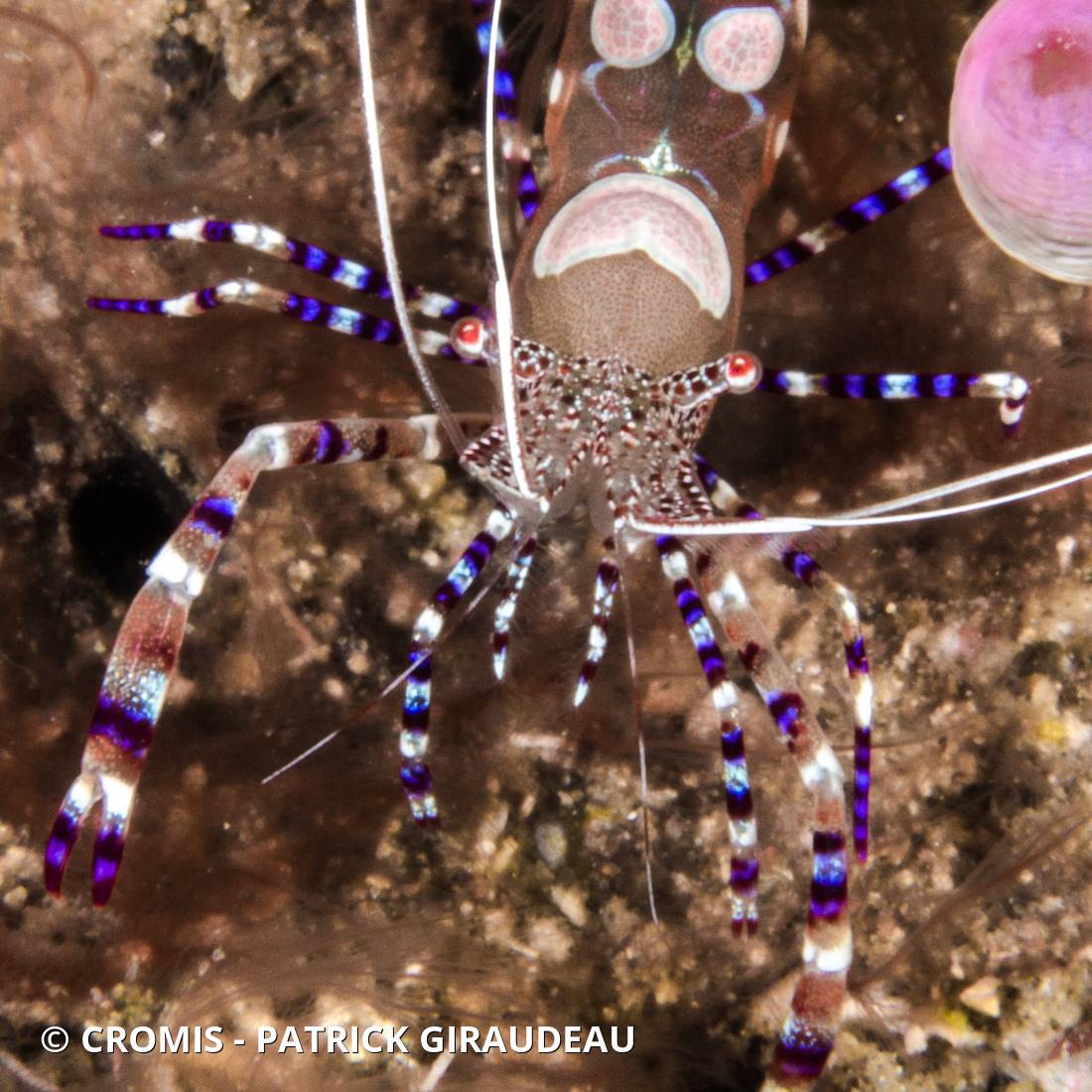 Crevette du Yucatan