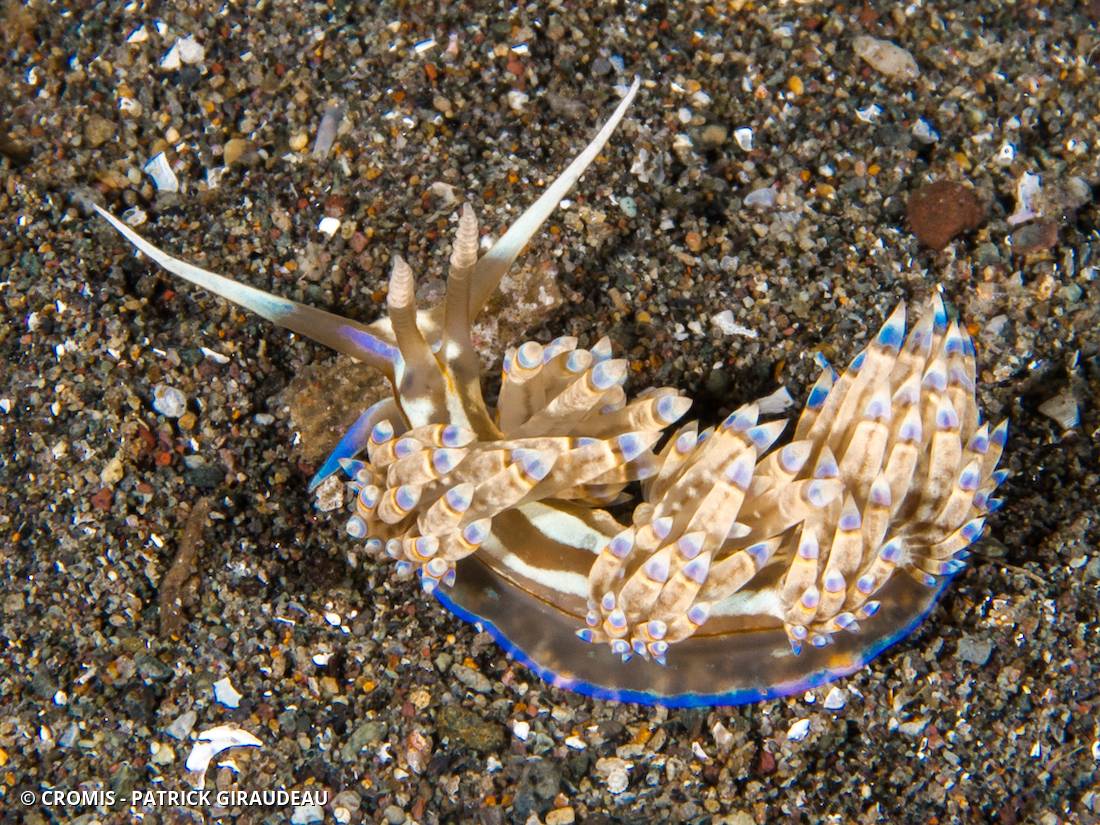 Dondice occidental