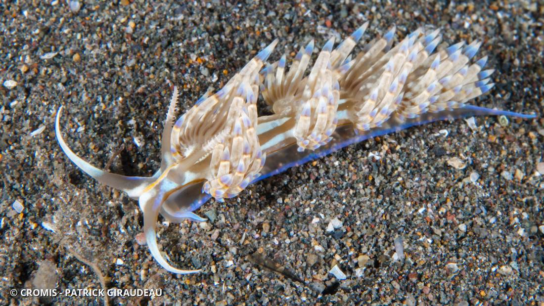 Dondice occidental