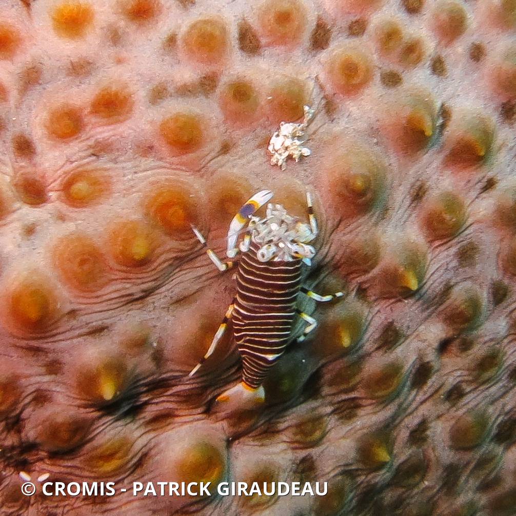 Crevette bourdon