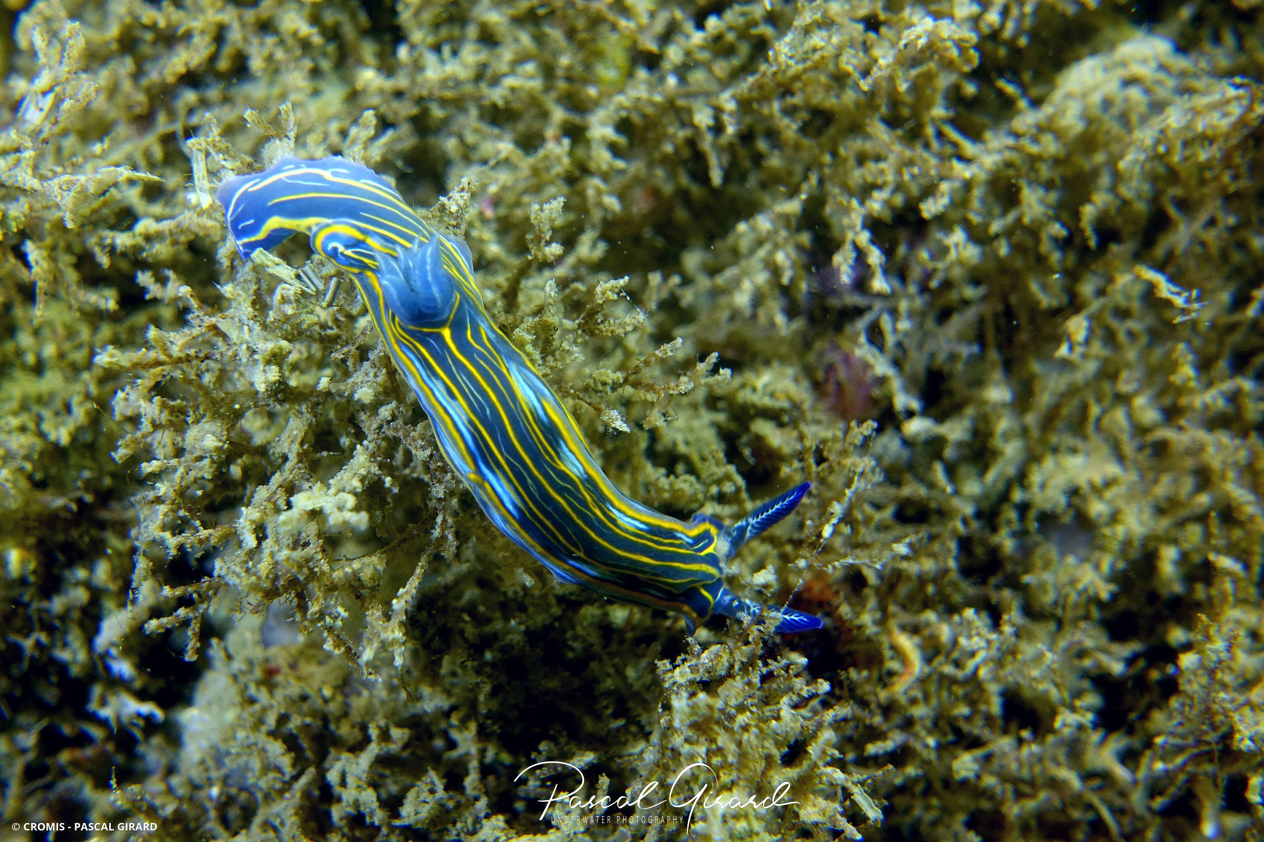 Doris de Villefranche