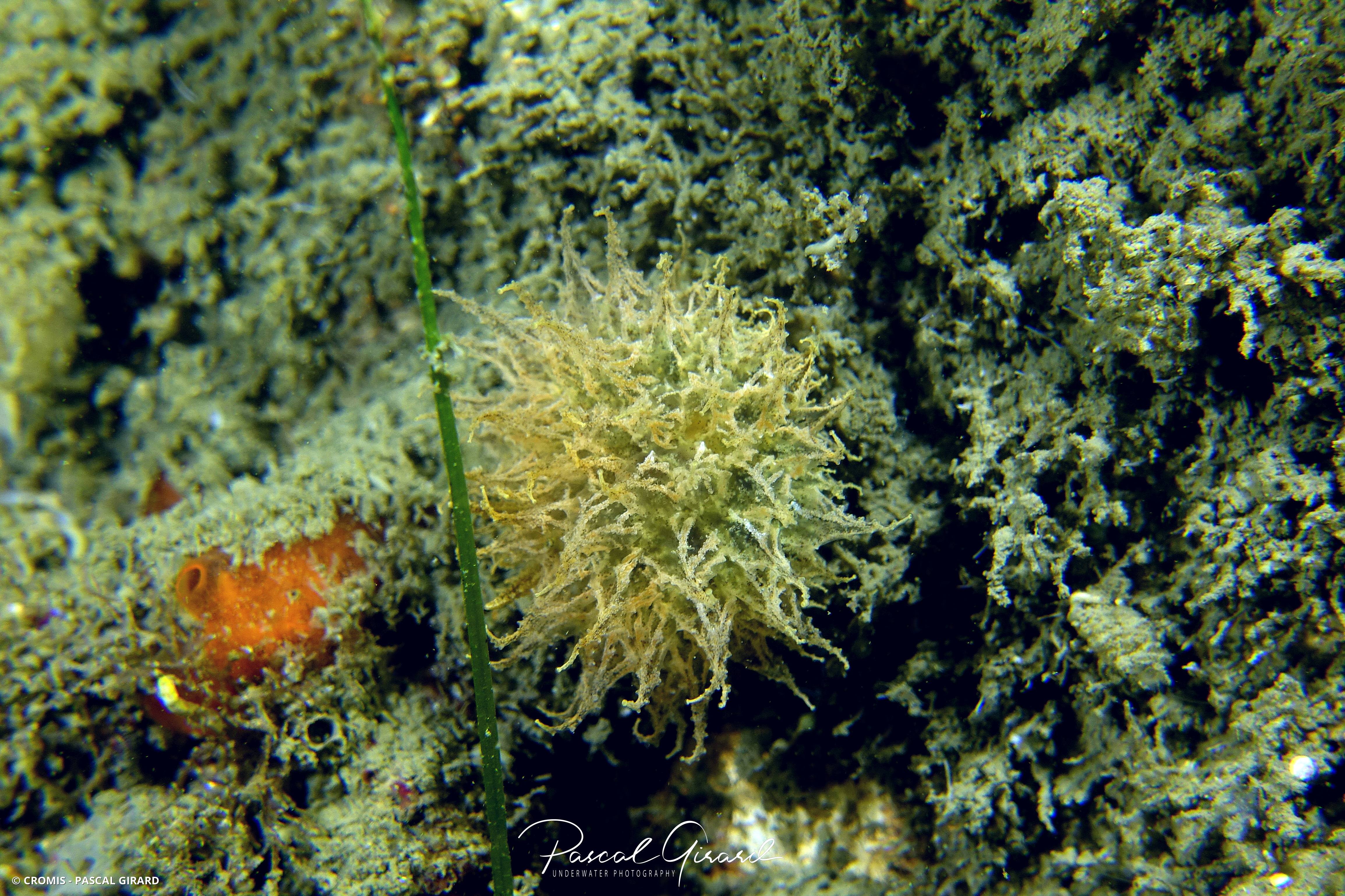 Janolus transparente