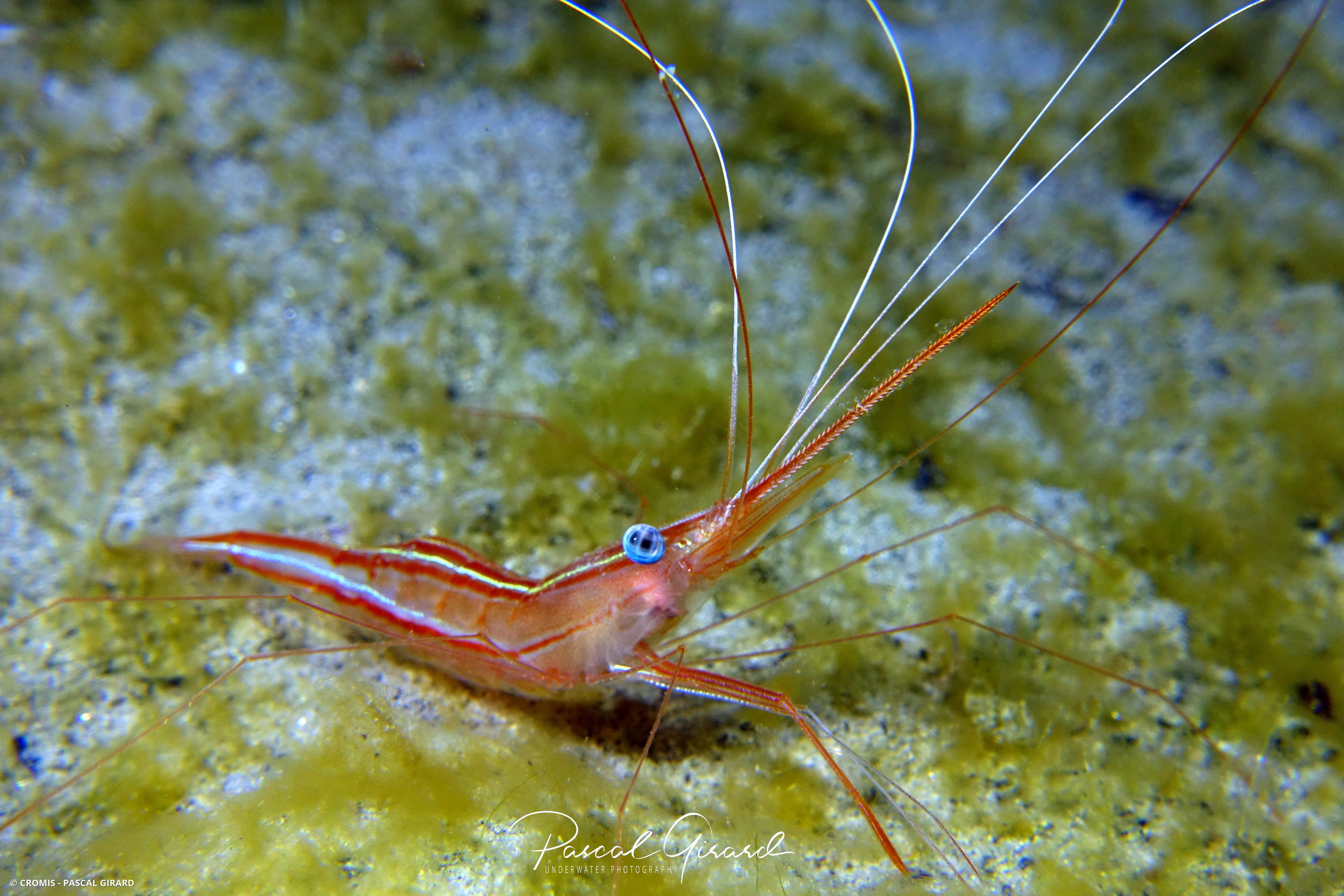 Crevette narval