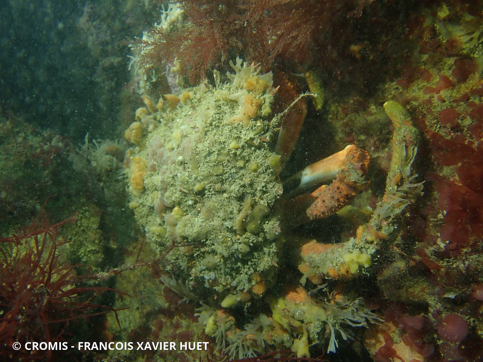 Araignée de mer Atlantique