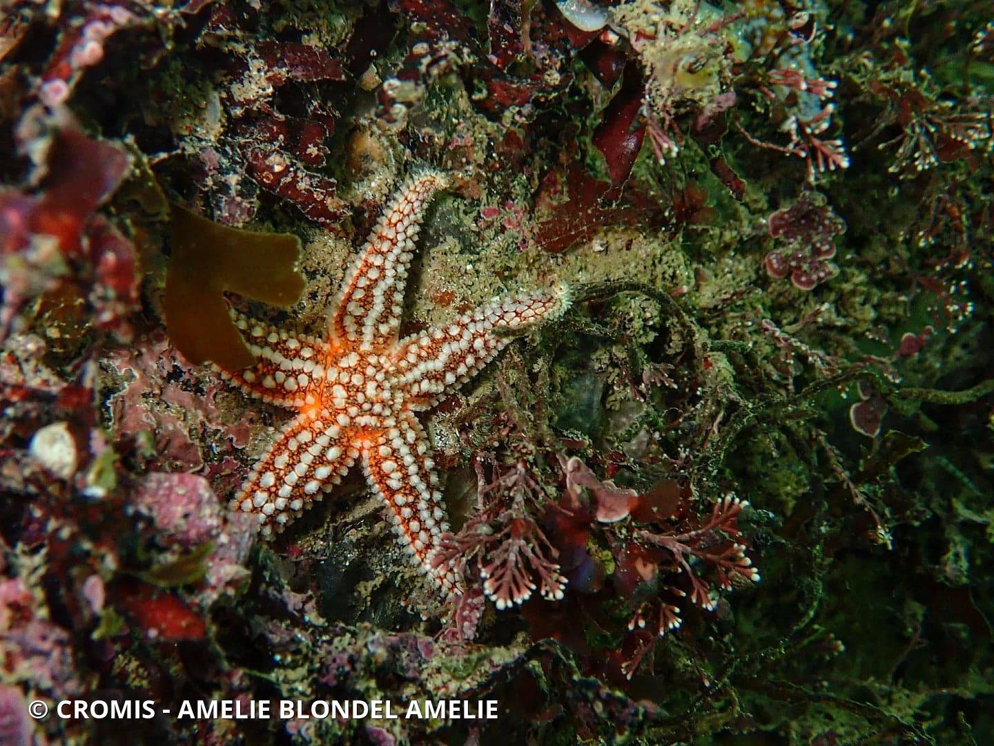 Étoile de mer commune