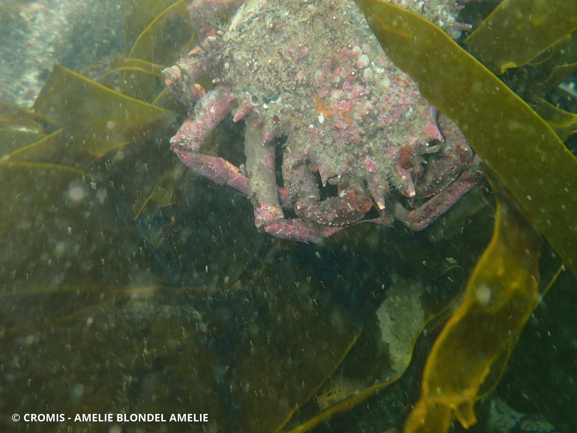 Araignée de mer Atlantique