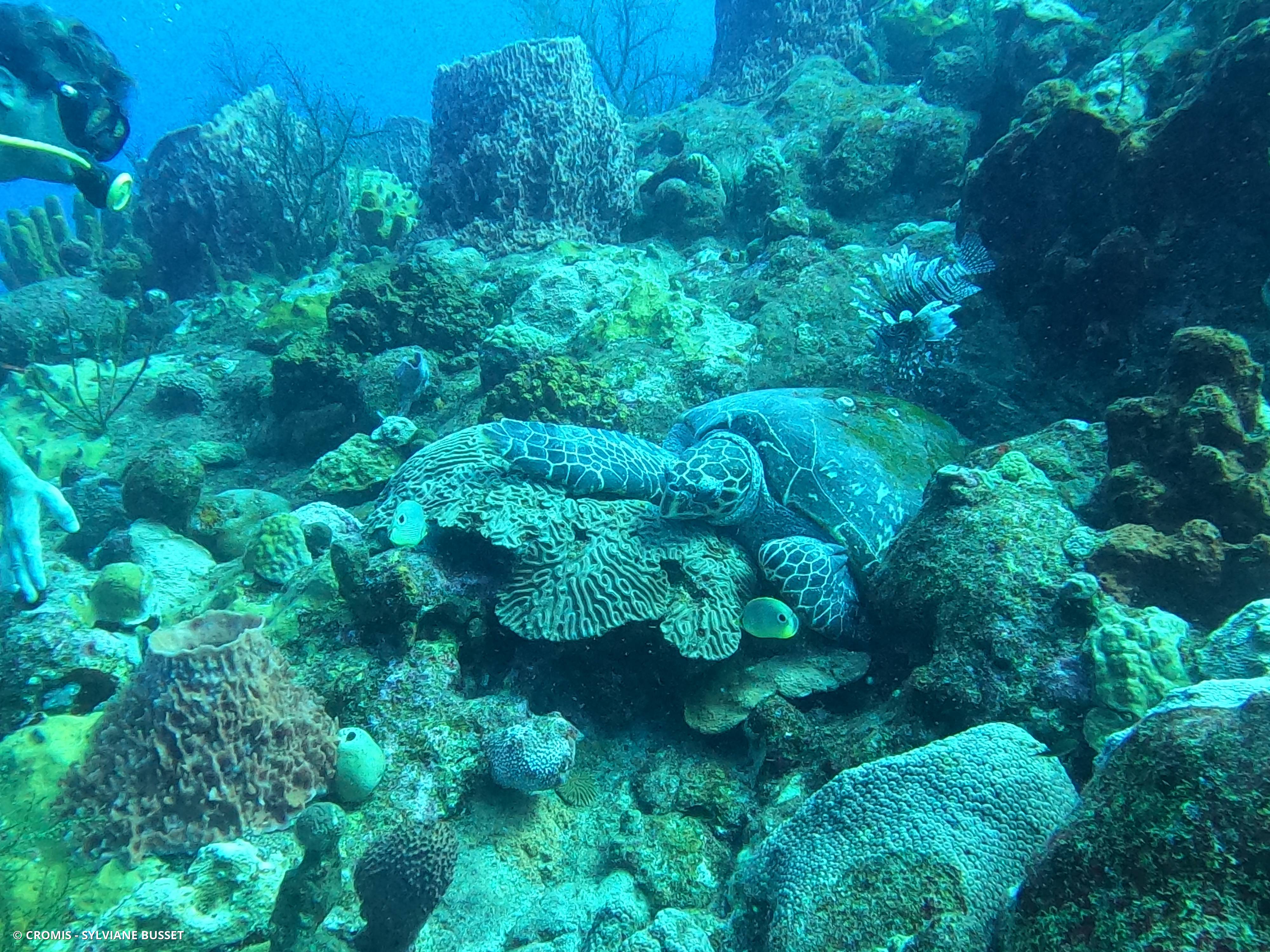 Tortue imbriquée