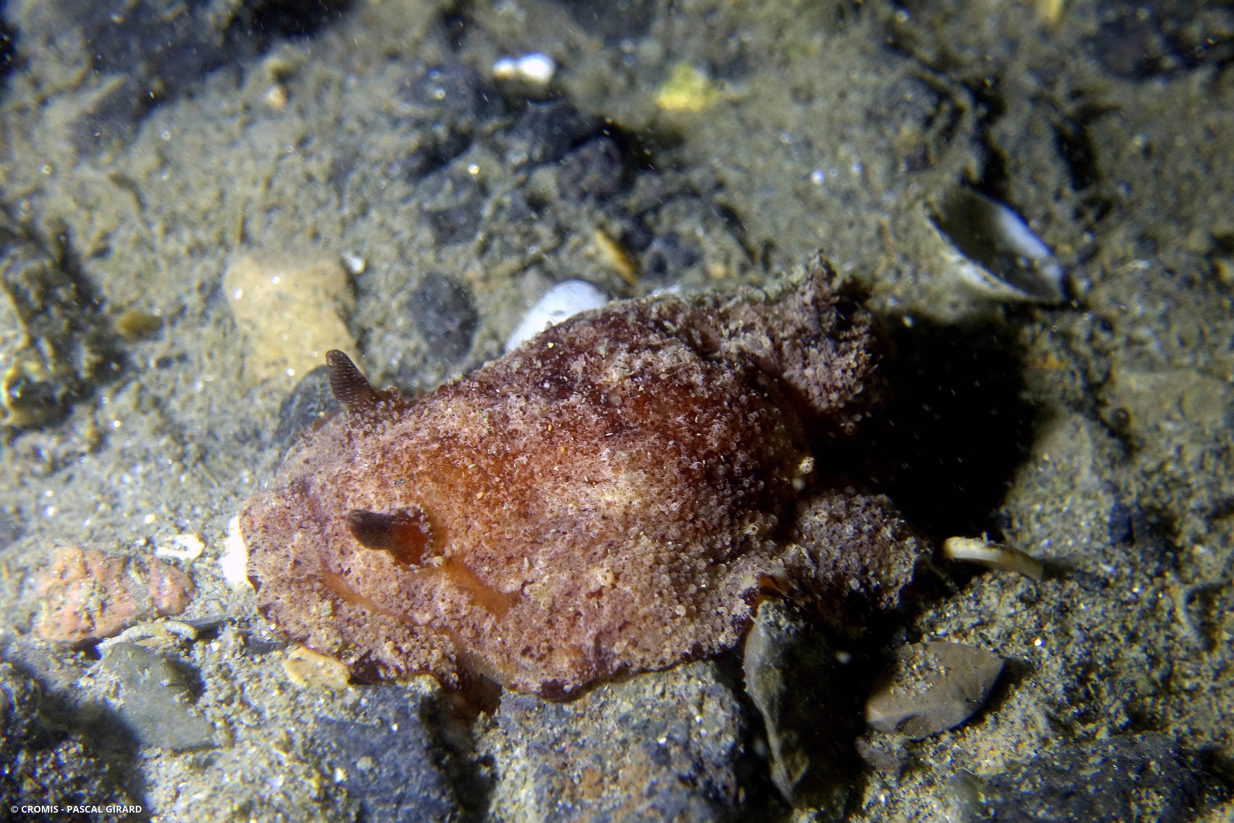 Citron de mer