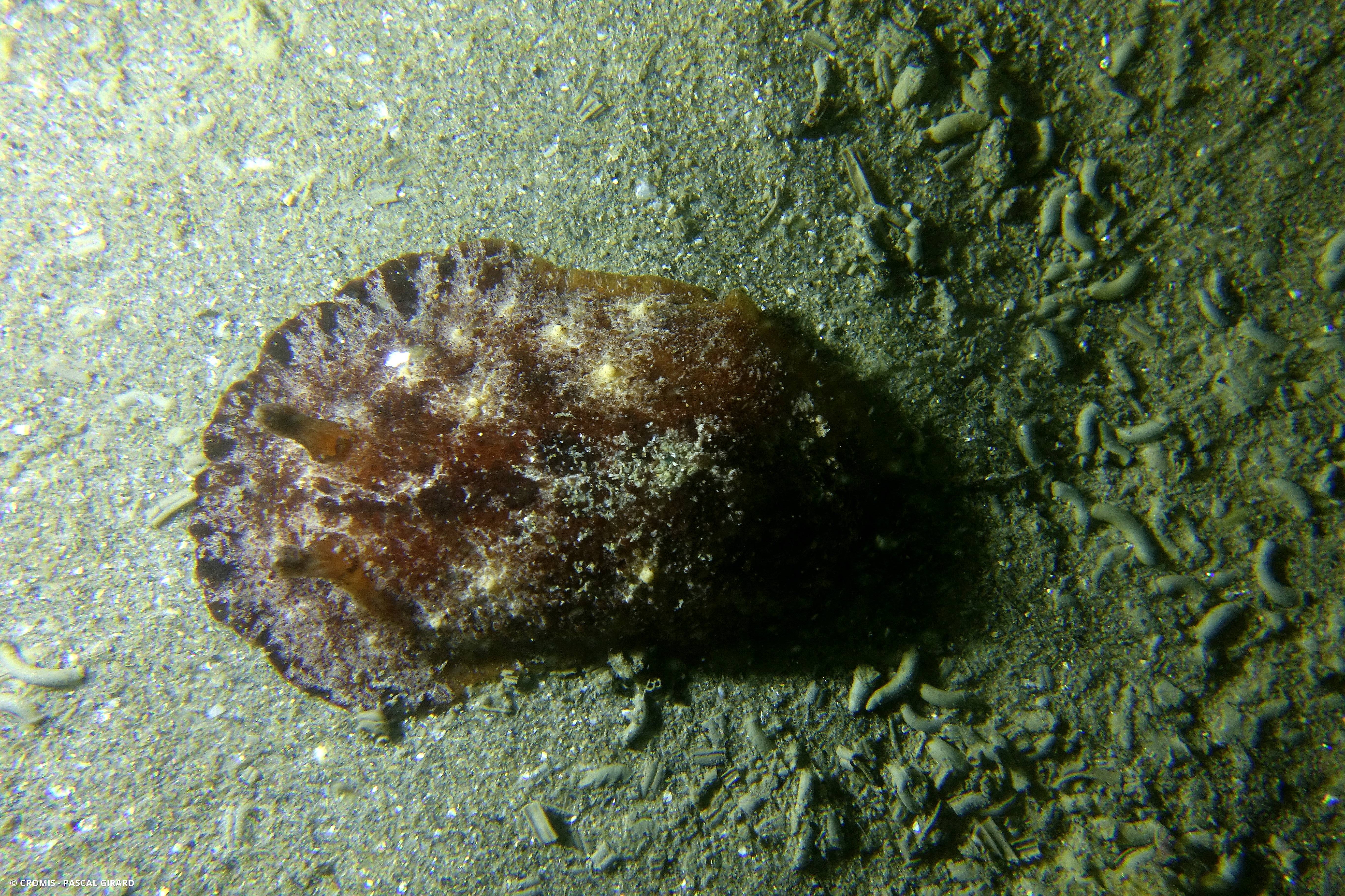Geitodoris étoilé