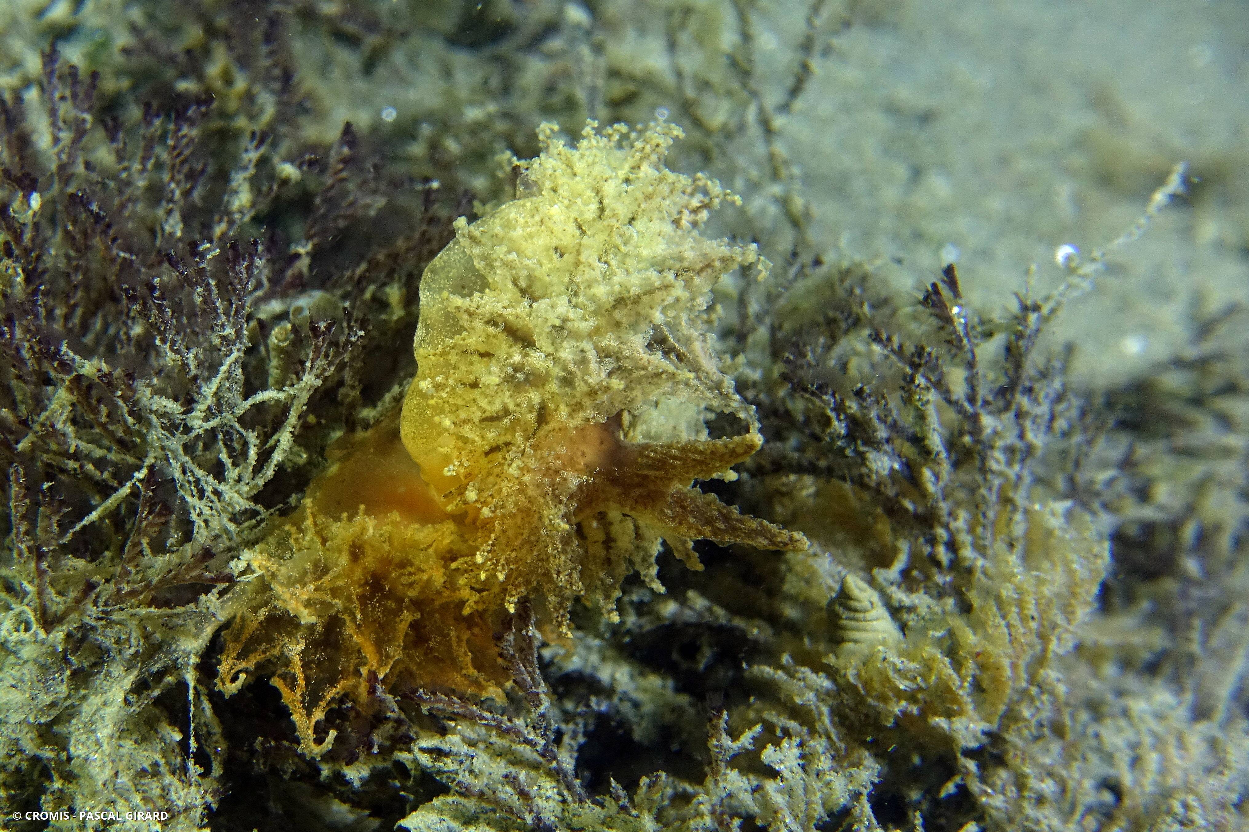 Janolus transparente