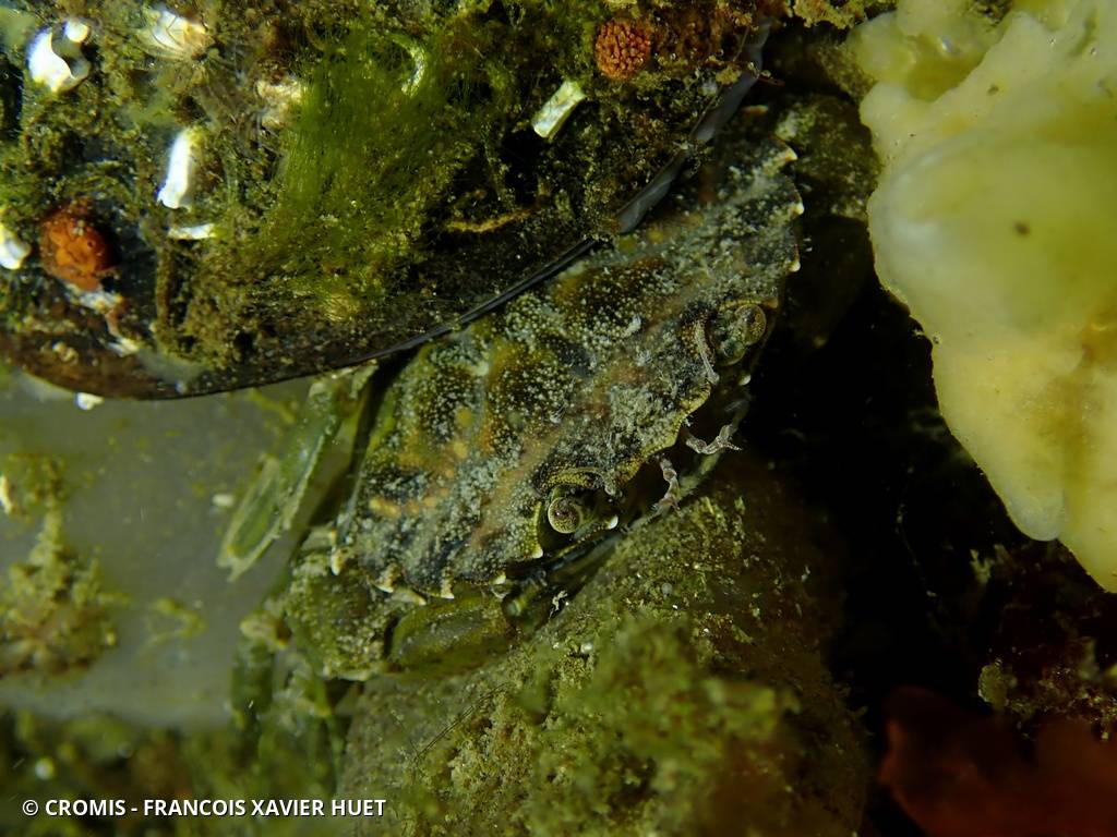 Crabe vert