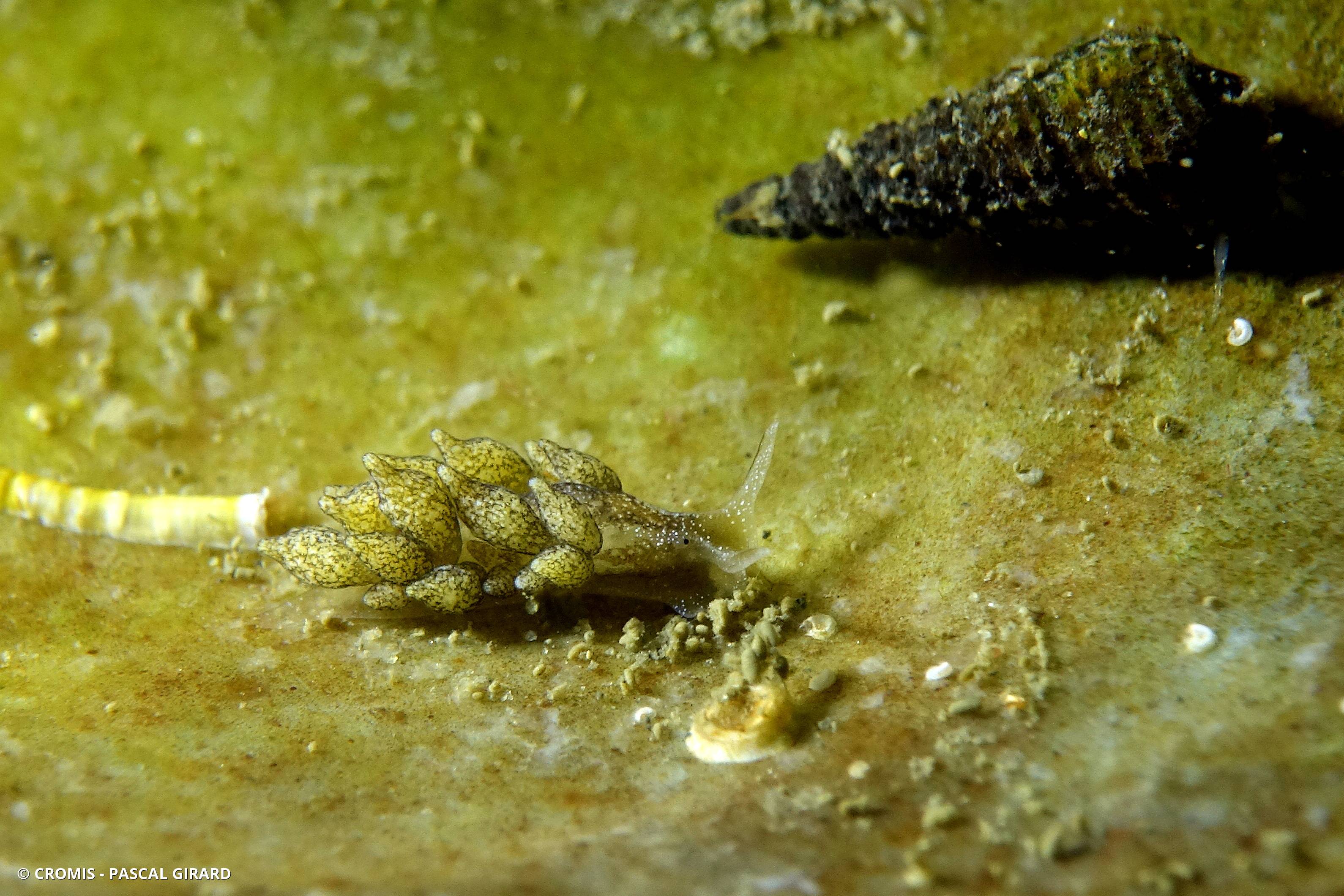 Calliopée gentillette