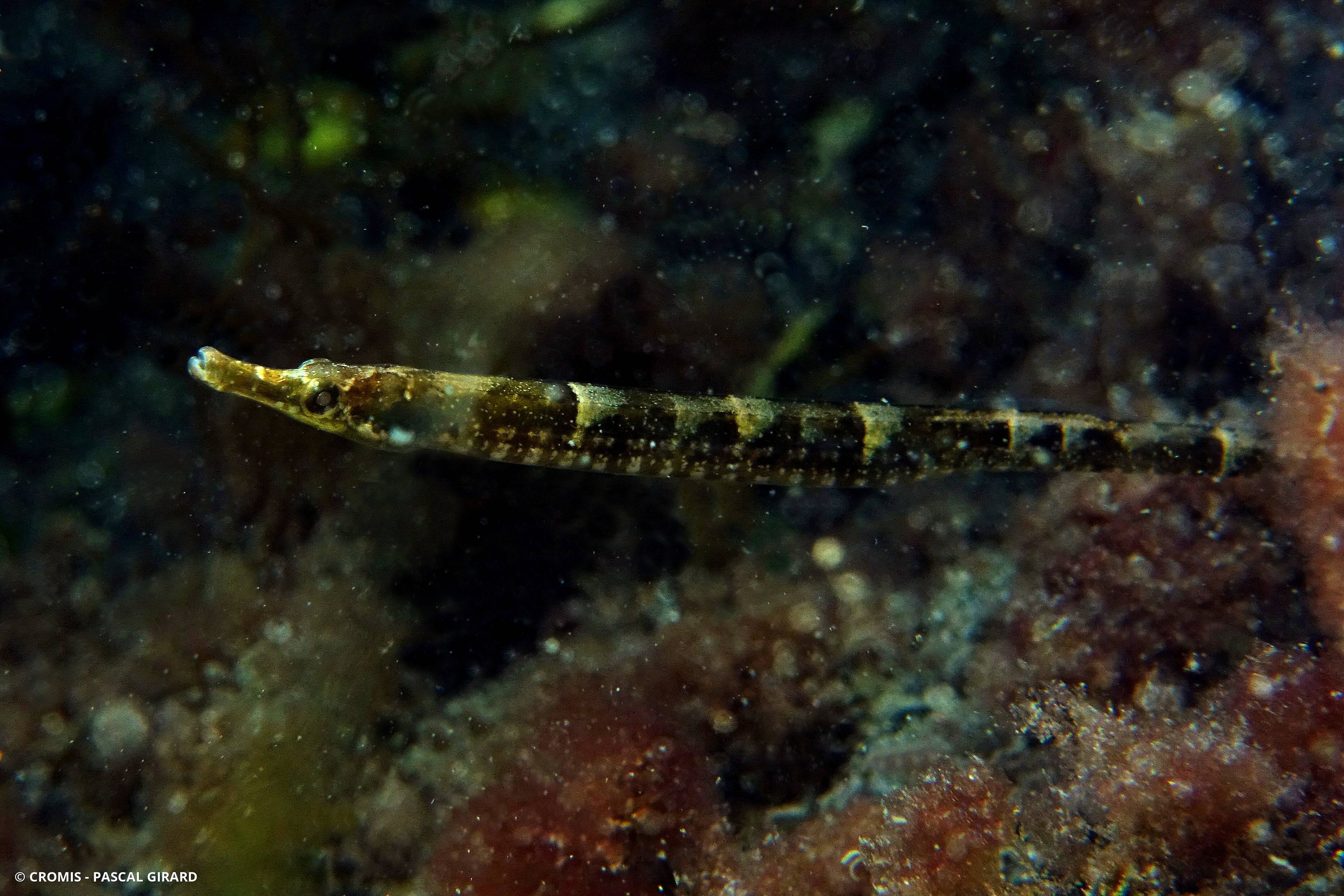Syngnathe de lagune