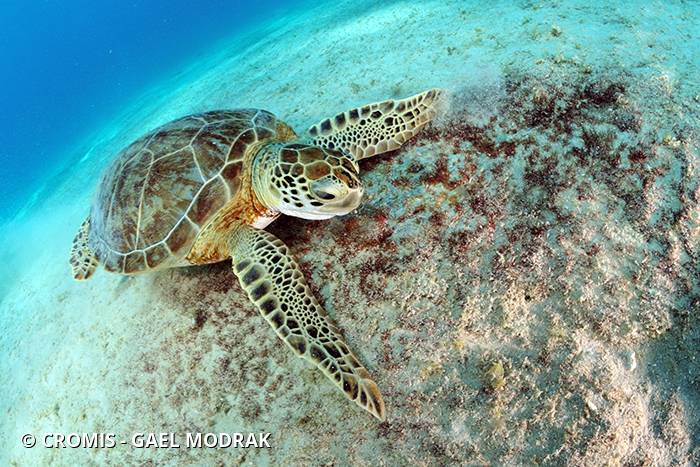 Tortue verte