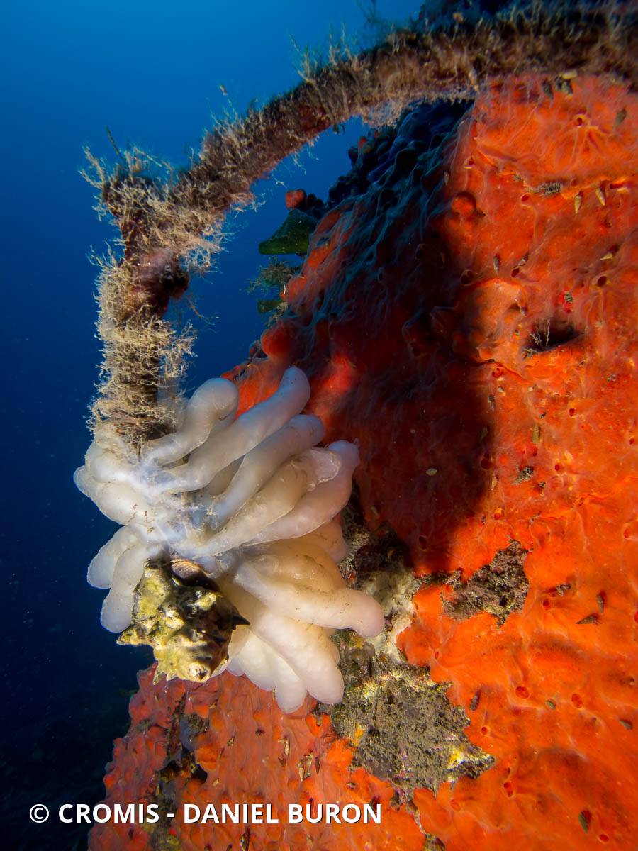 Eponge encroûtante orange-rouge