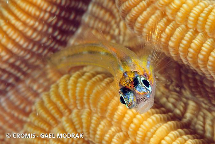 Gobie néon jaune à nez bleu