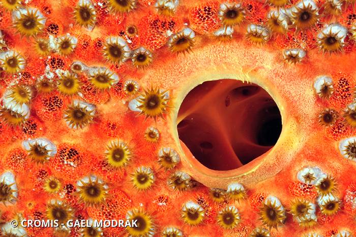 Zoanthaire éponge grisâtre