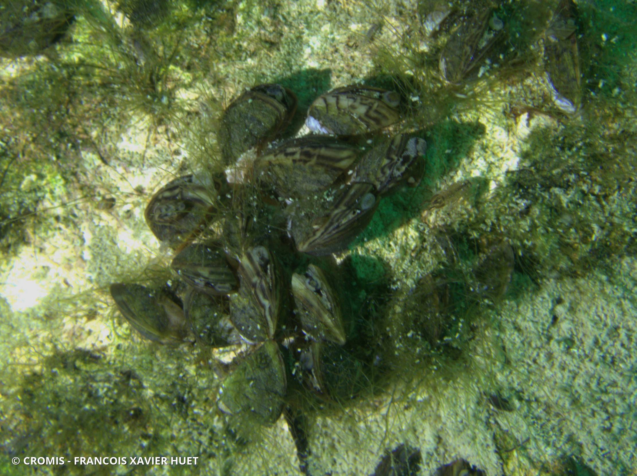 Moule zébrée