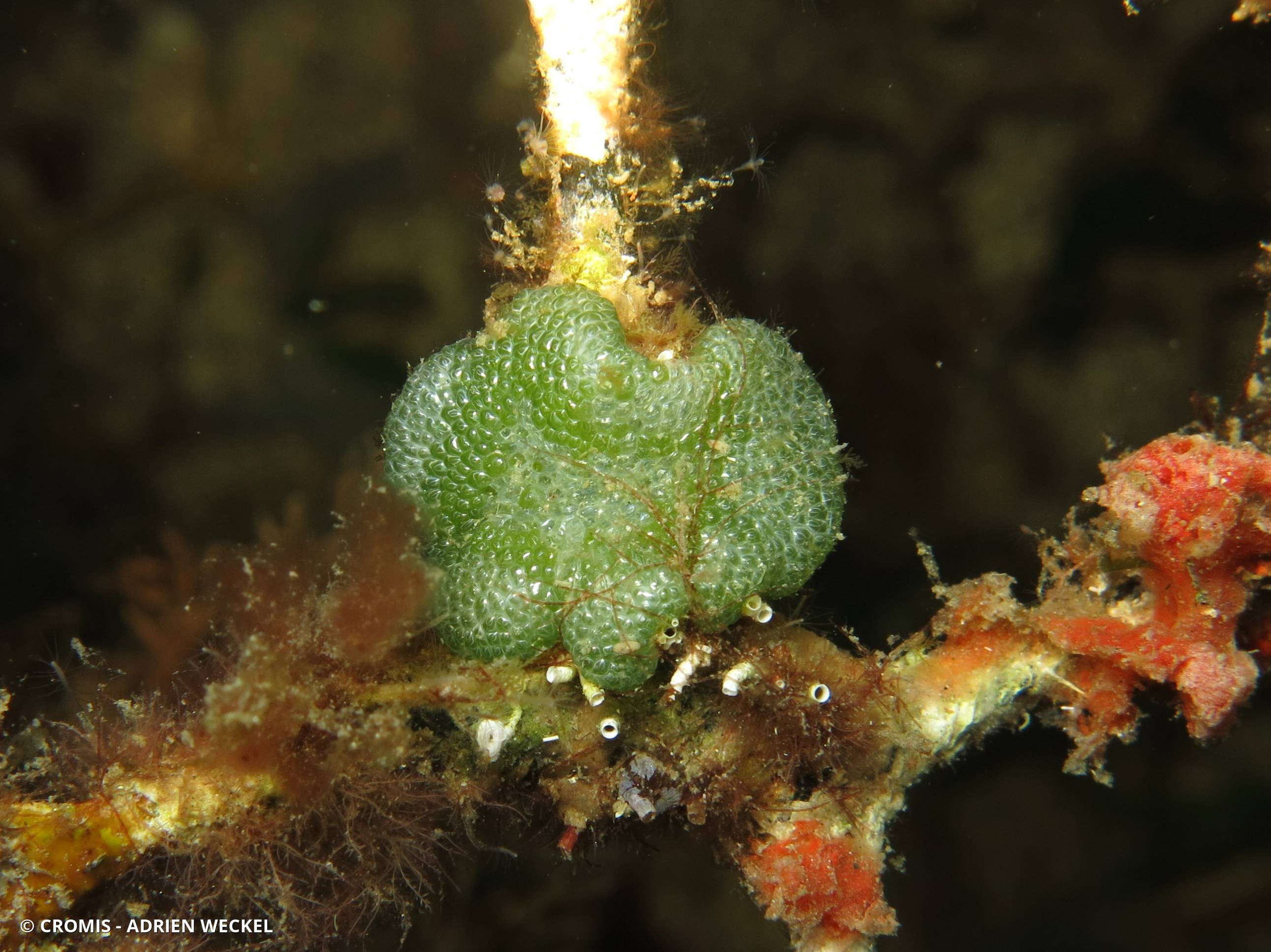 Dictyosphaeria caverneuse