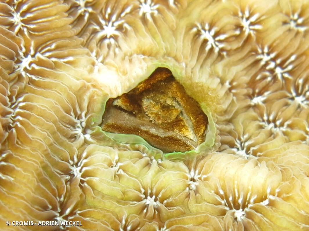 Crabe des coraux Agaricia